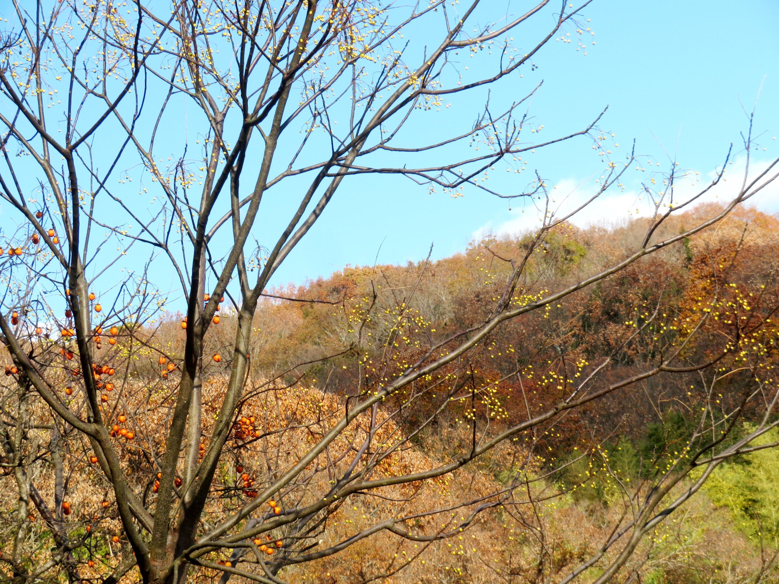 師走の山の木々
