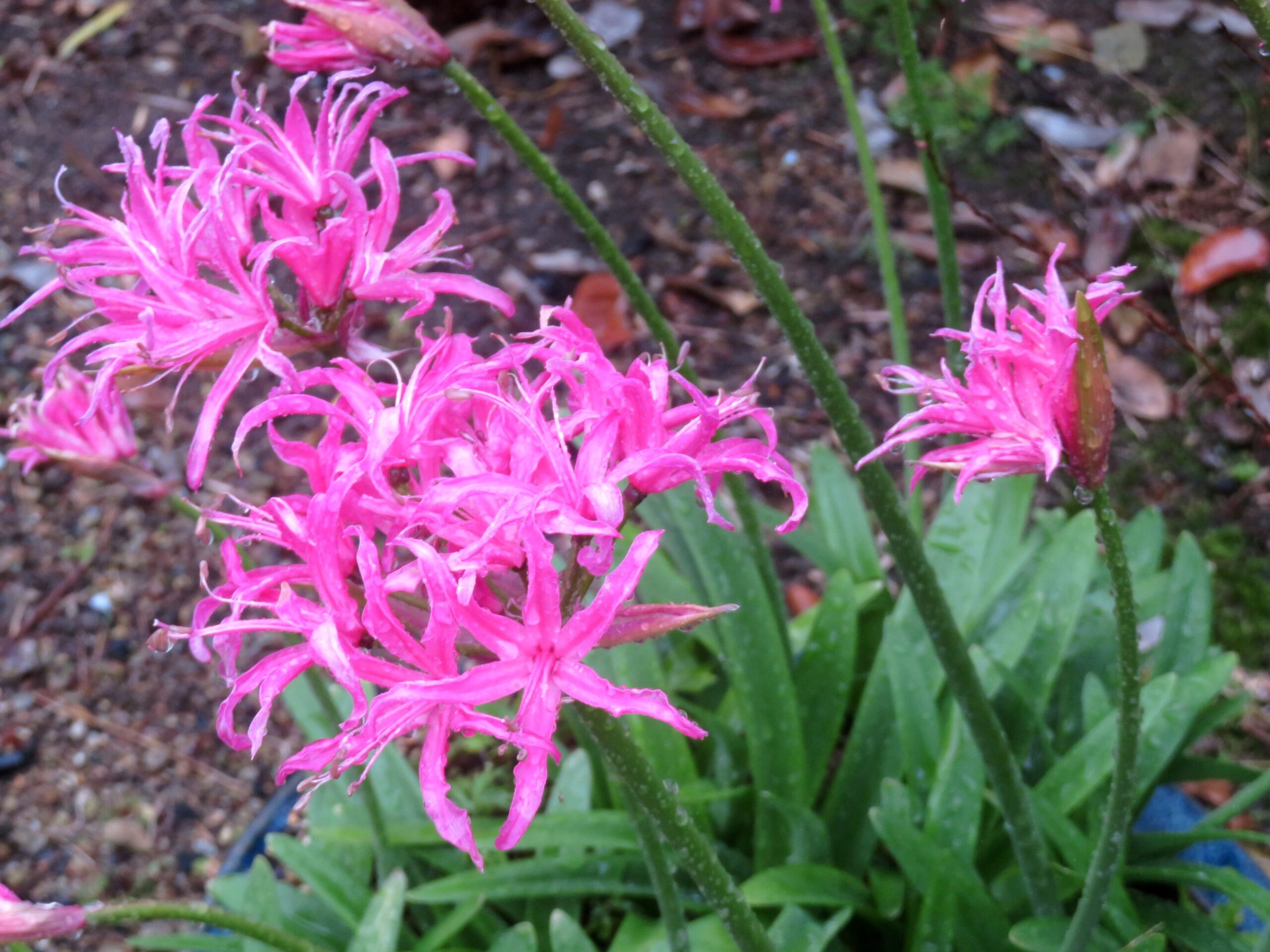 ネリネ（ダイヤモンドリリー）