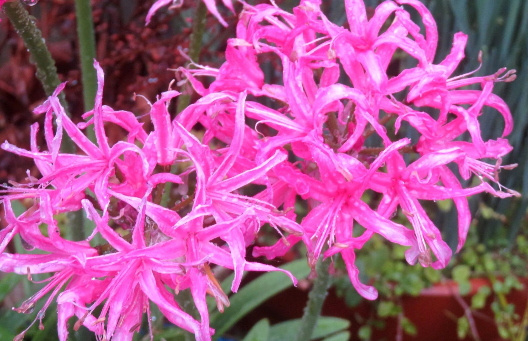 ネリネ（ダイヤモンドリリー）