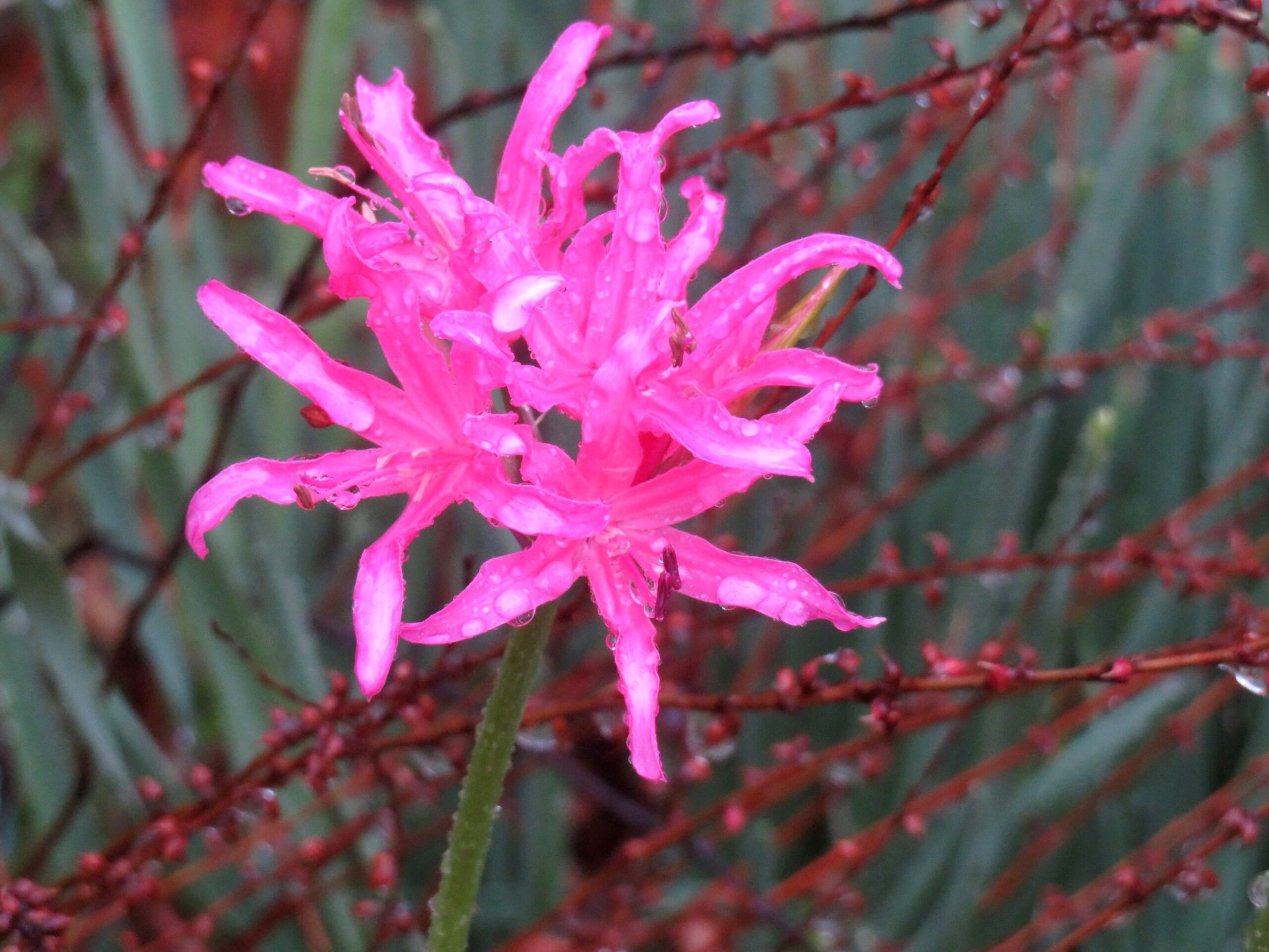 ネリネ（ダイヤモンドリリー）