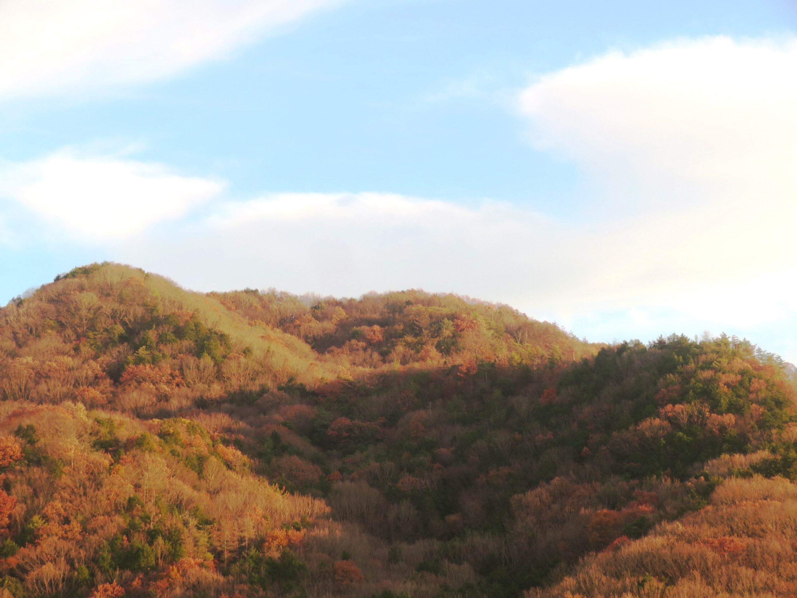 師走の山の木々　夕景