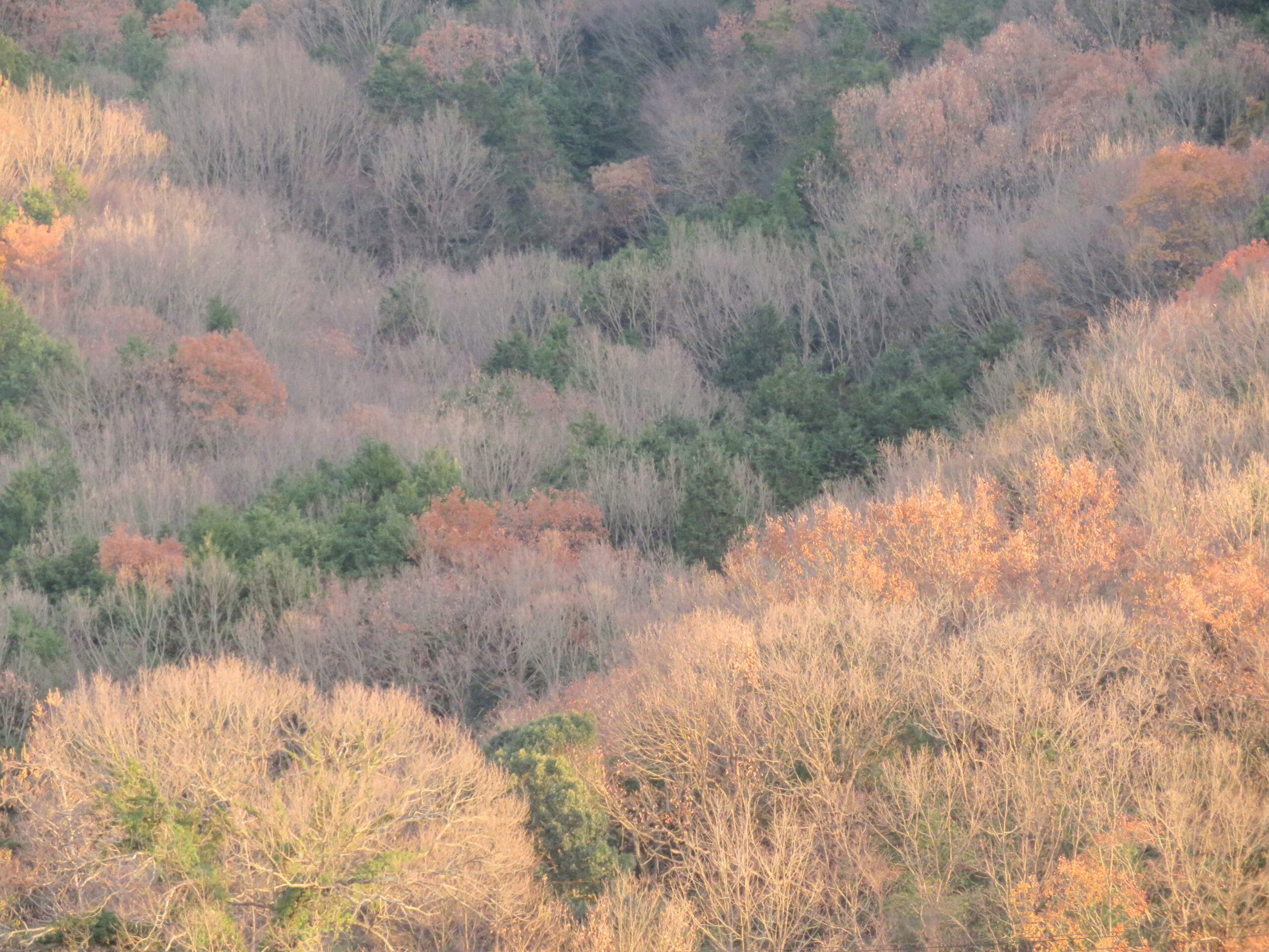 師走の山の木々　夕景