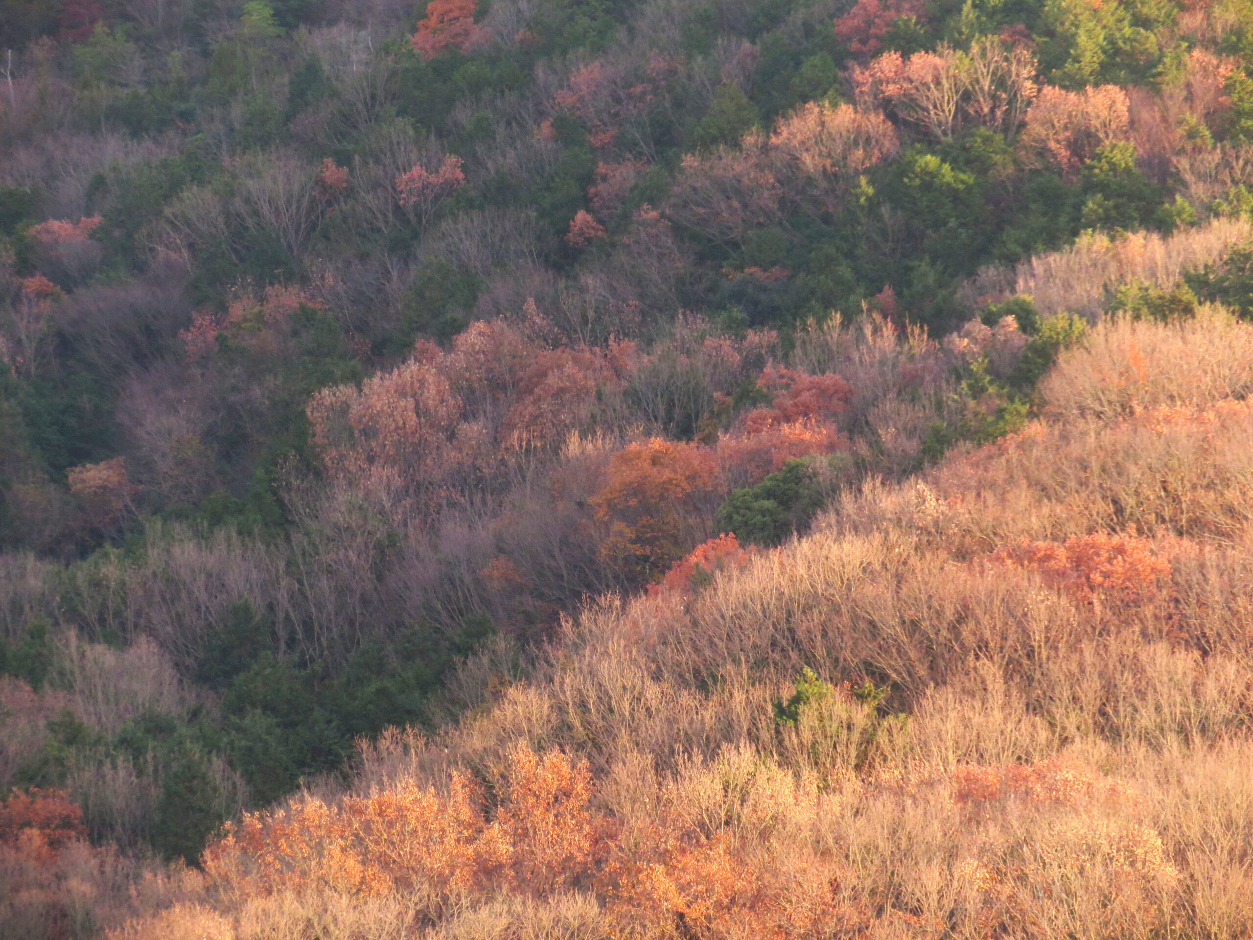 師走の山の木々　夕景