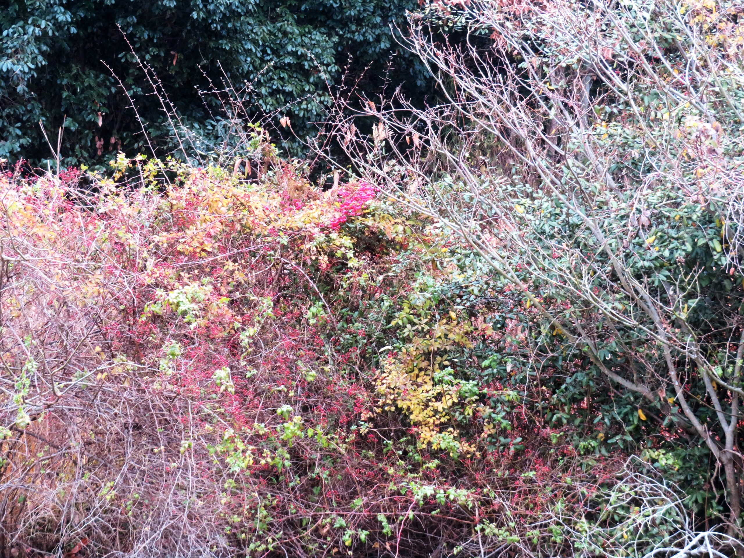 野茨の実とマユミ（真弓）の実