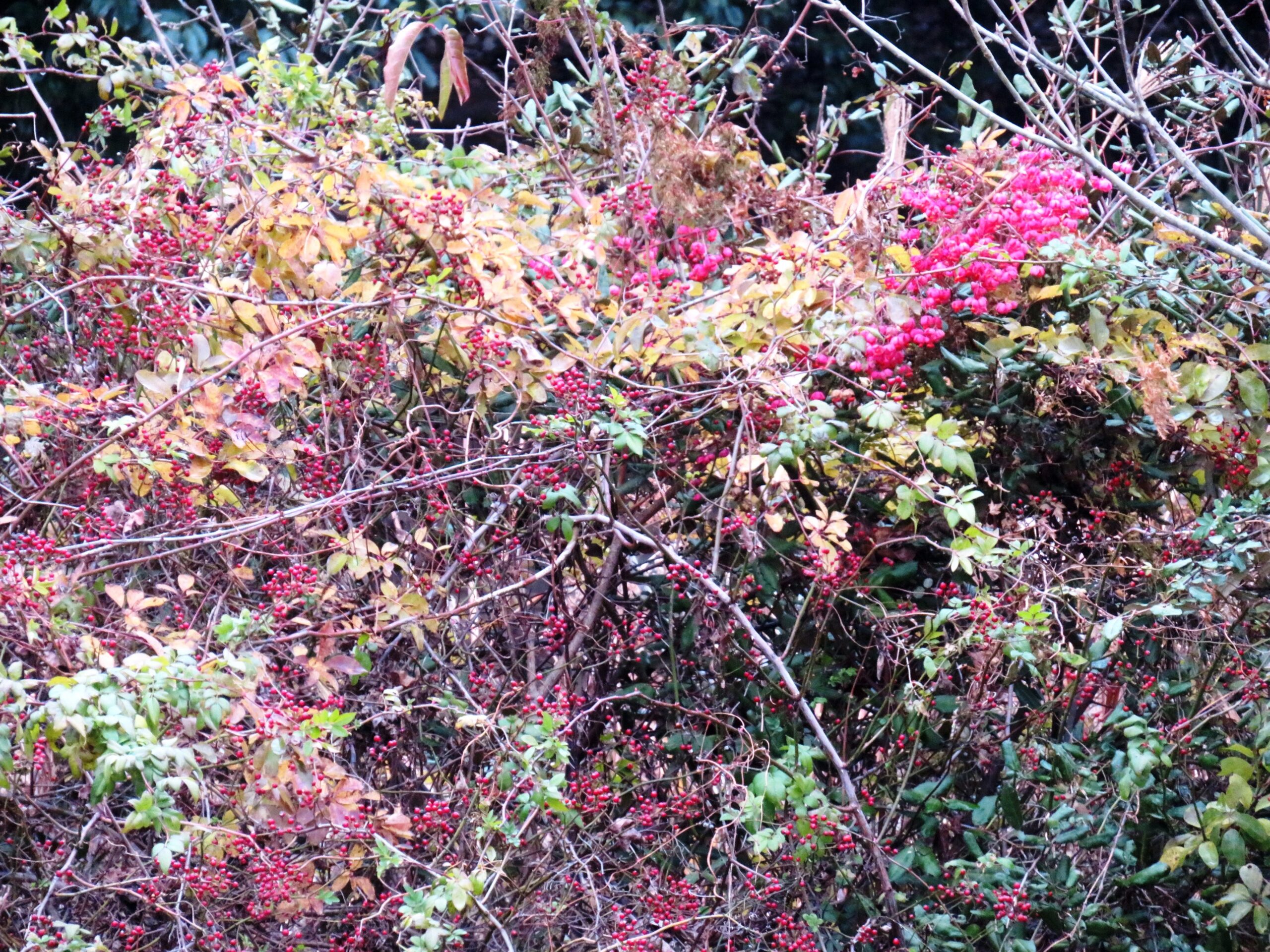 野茨の実とマユミ（真弓）の実