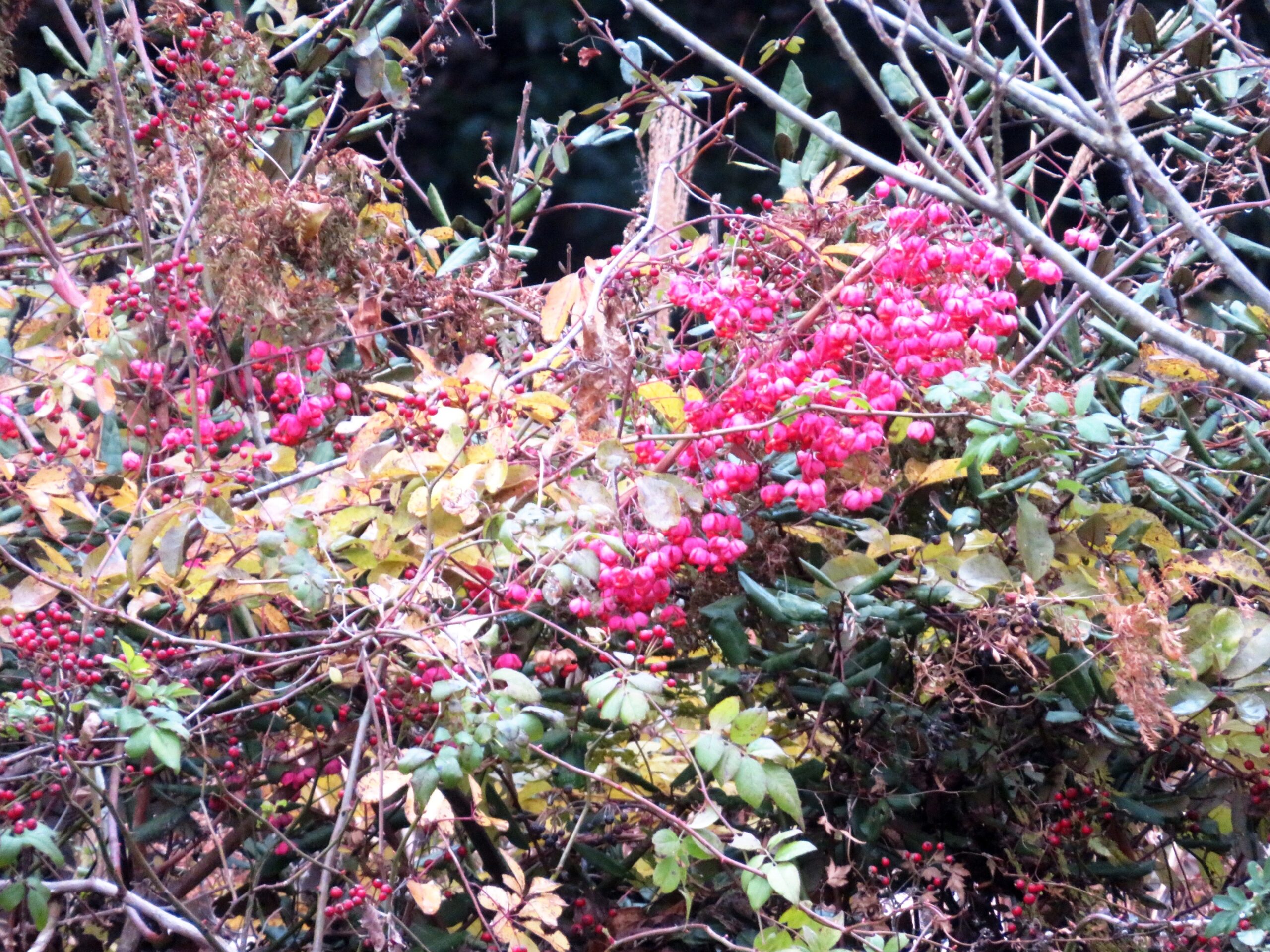 野茨の実とマユミ（真弓）の実