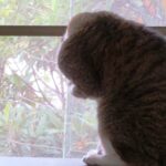 ねこ、風太　ゴロゴロ