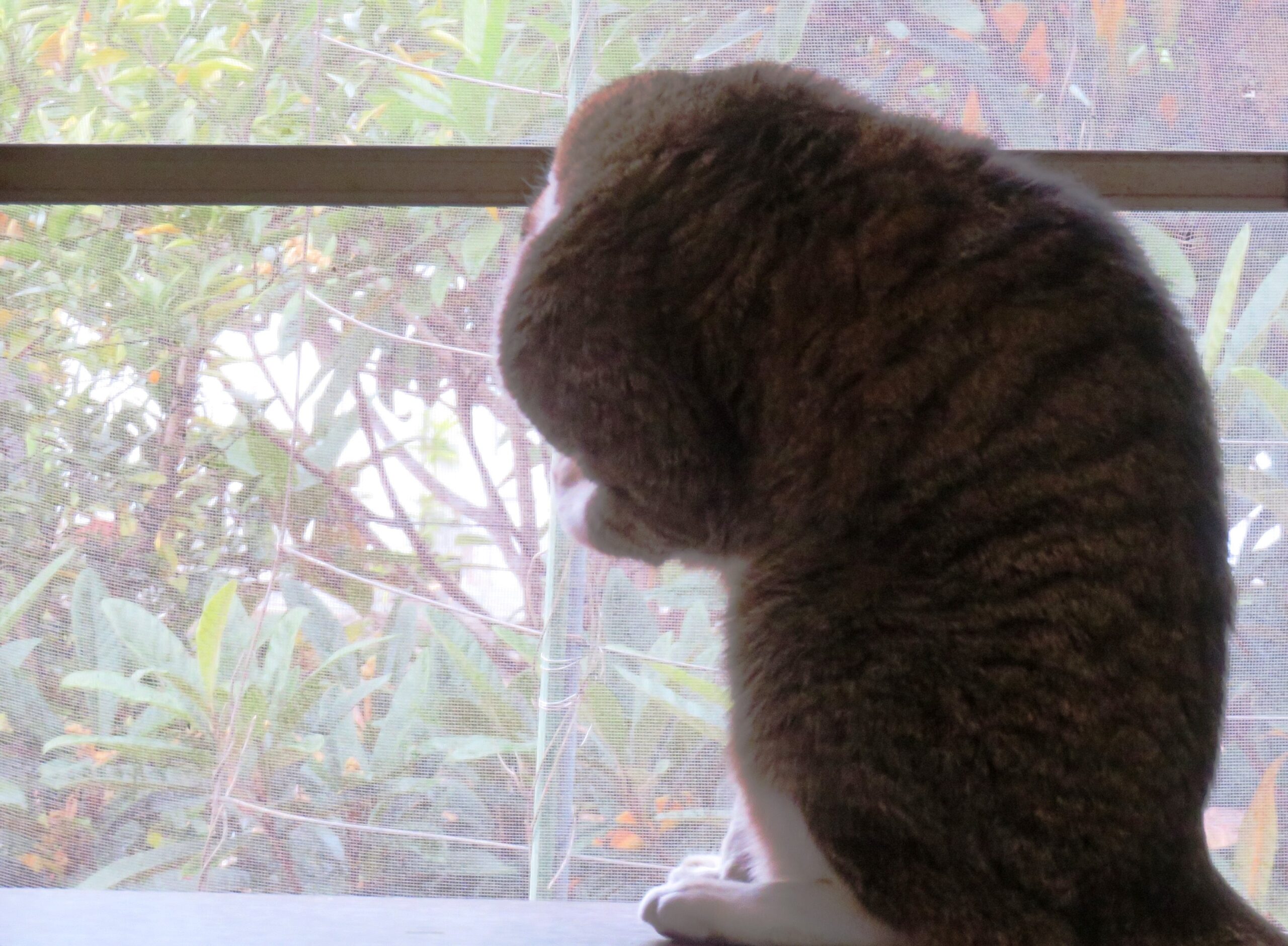 ねこ、風太　ゴロゴロ