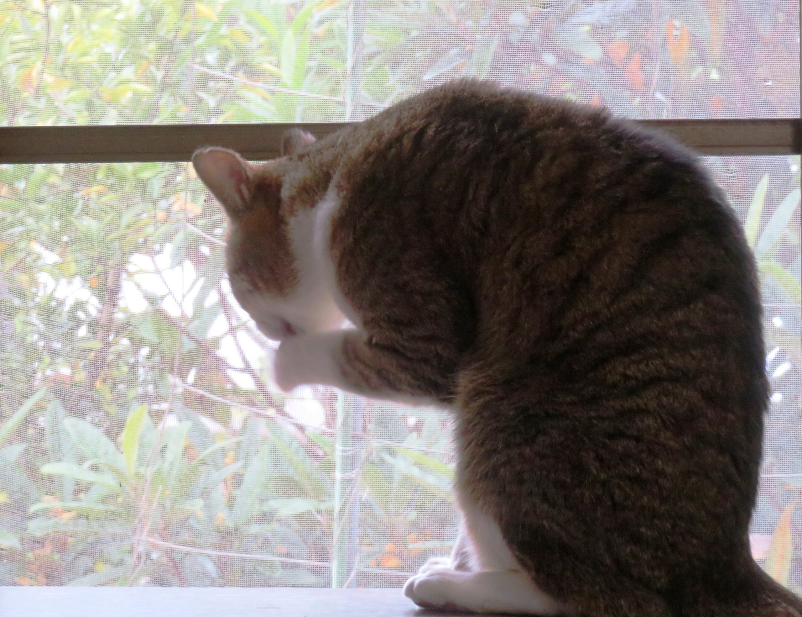 ねこ、風太　ゴロゴロ