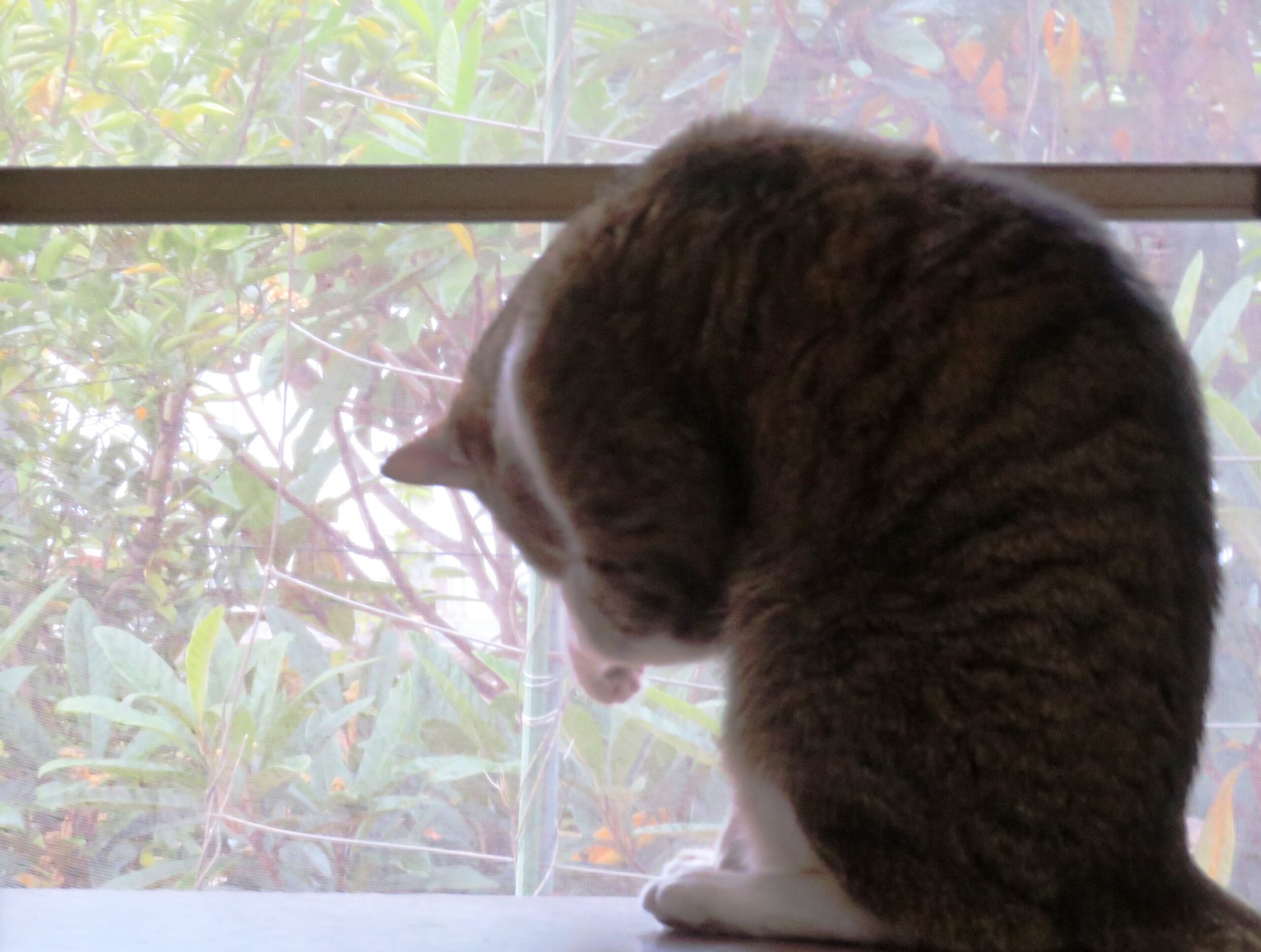 ねこ、風太　ゴロゴロ