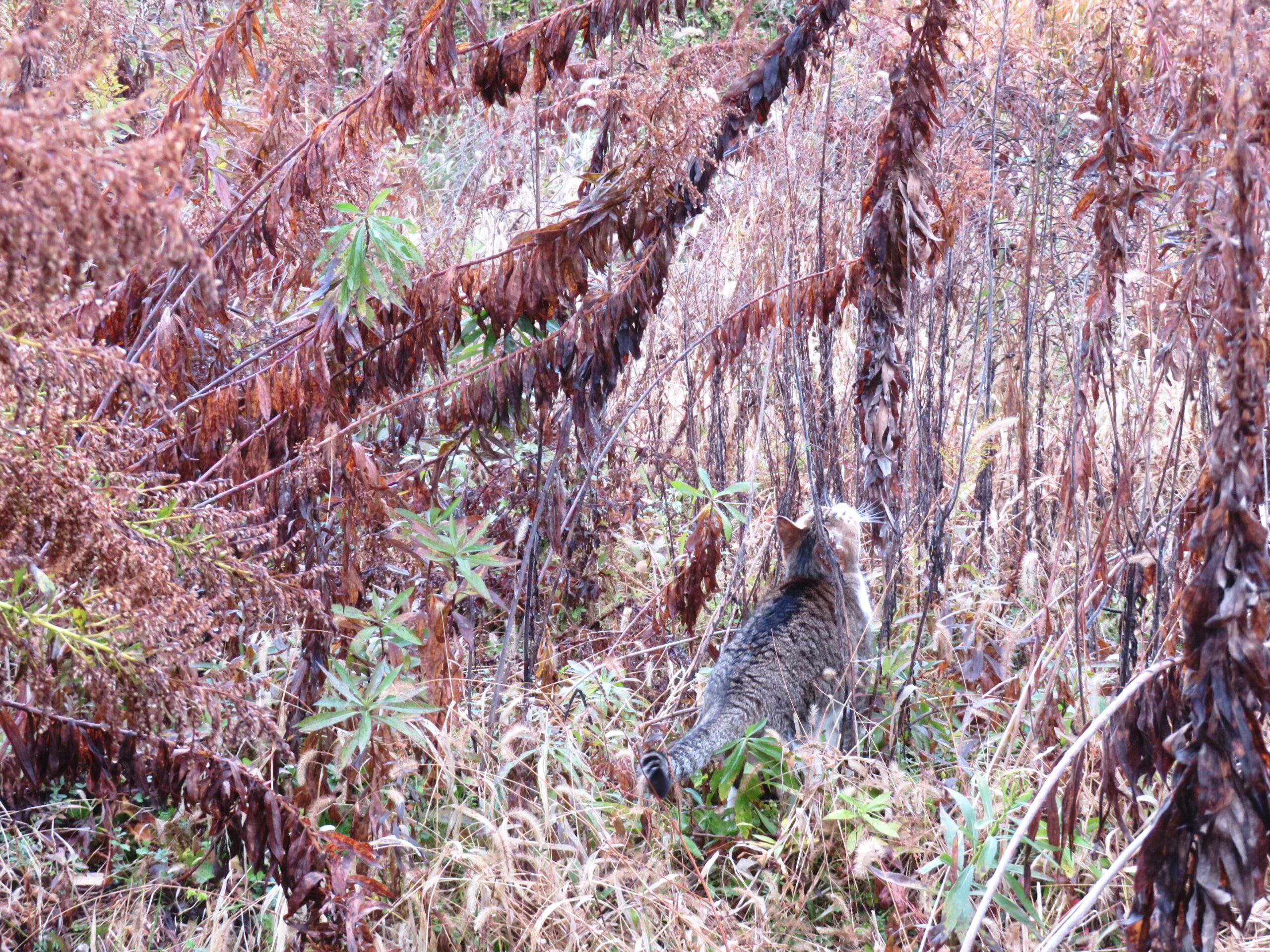 ねこ、風太　巡回