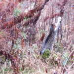 ねこ、風太　巡回