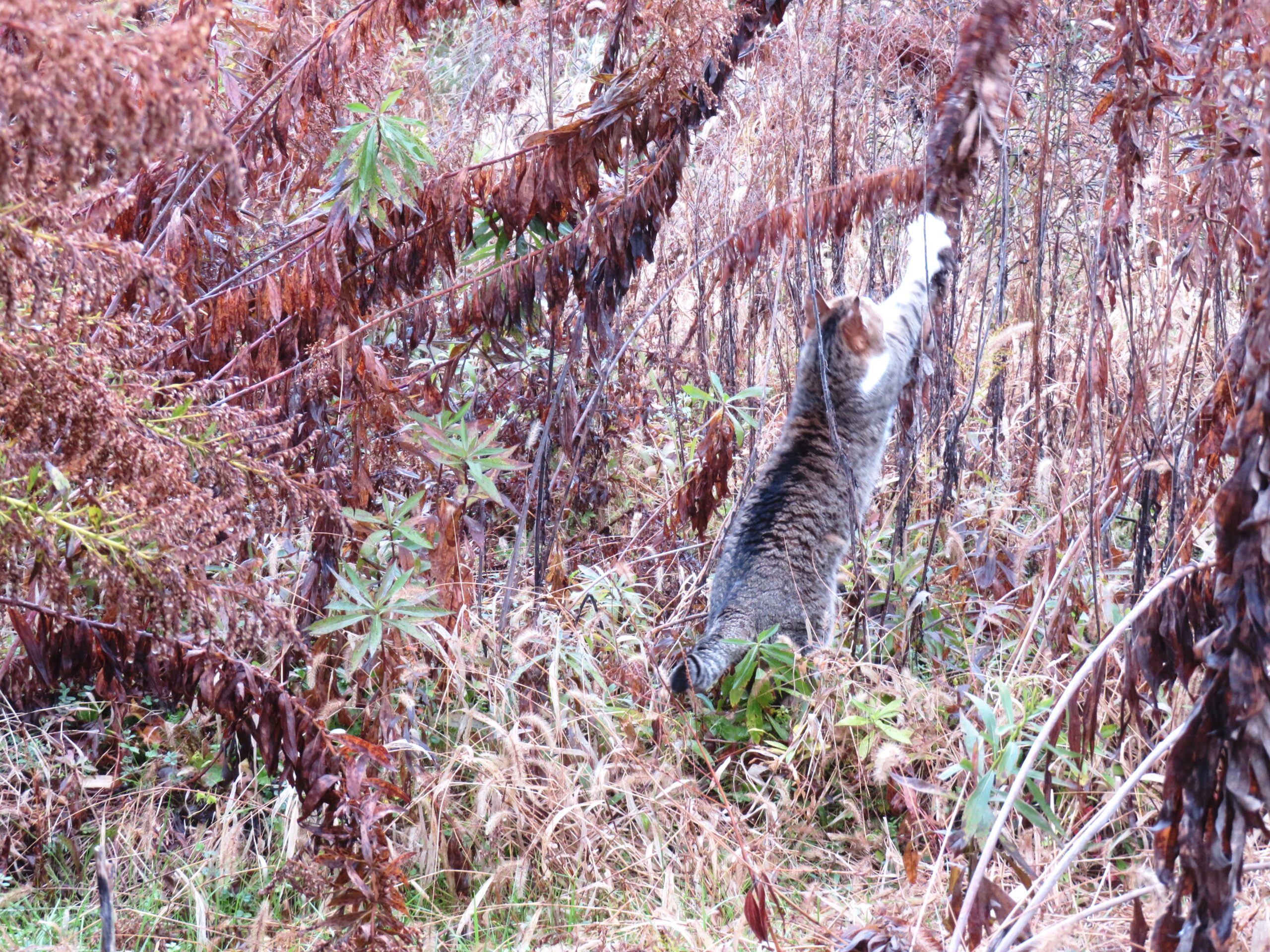 ねこ、風太　巡回