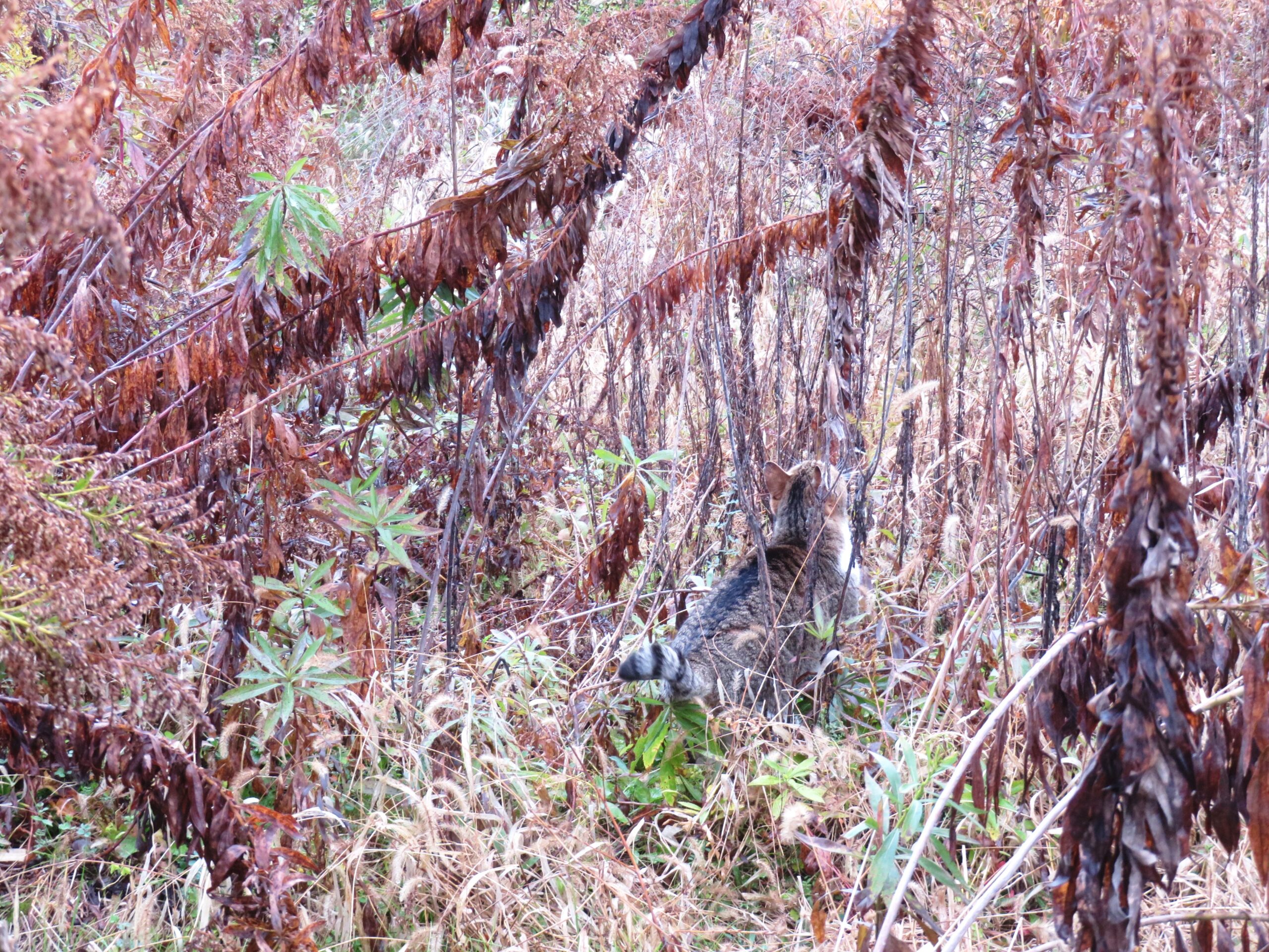 ねこ、風太　巡回