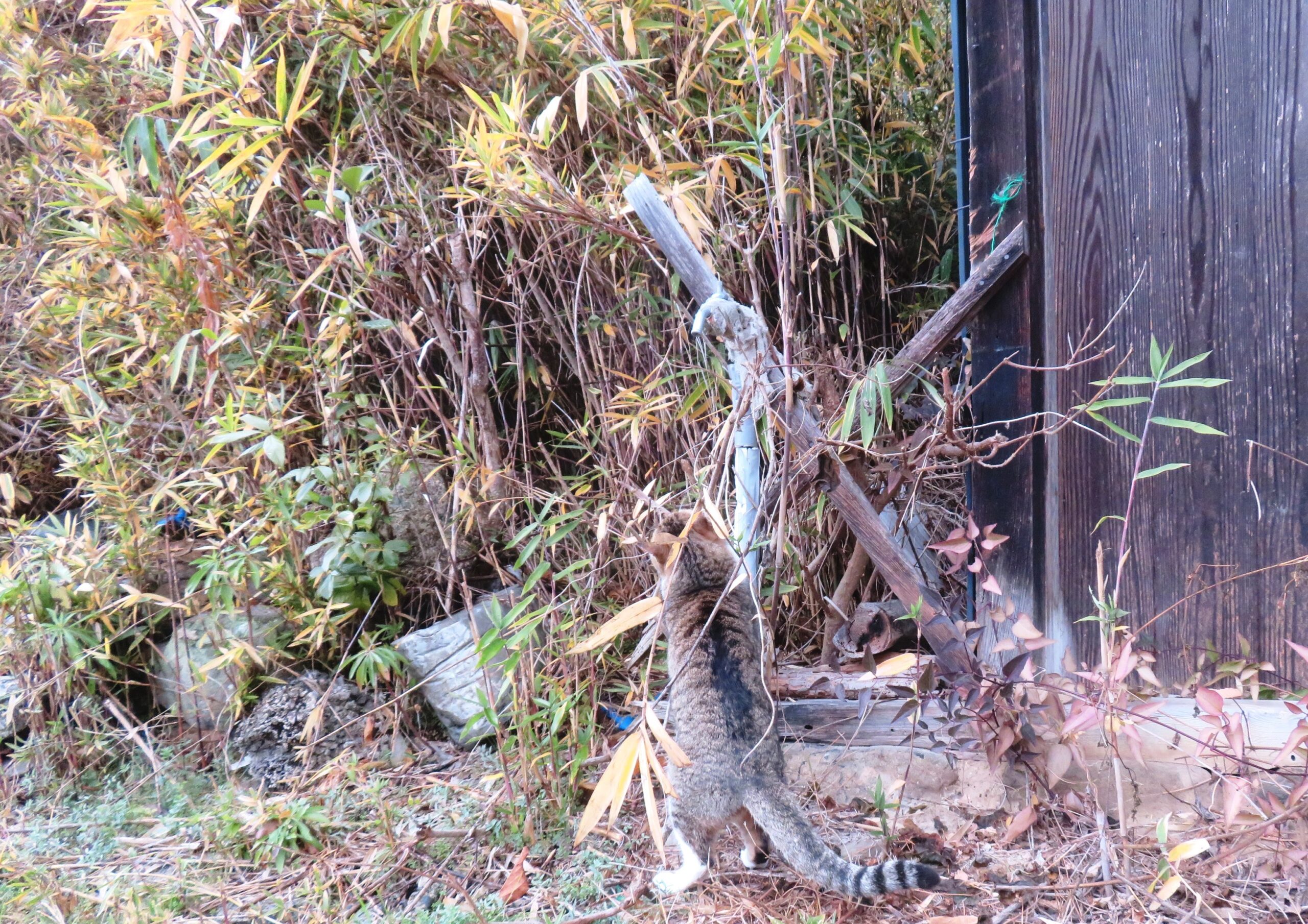 ねこ、風太 巡回