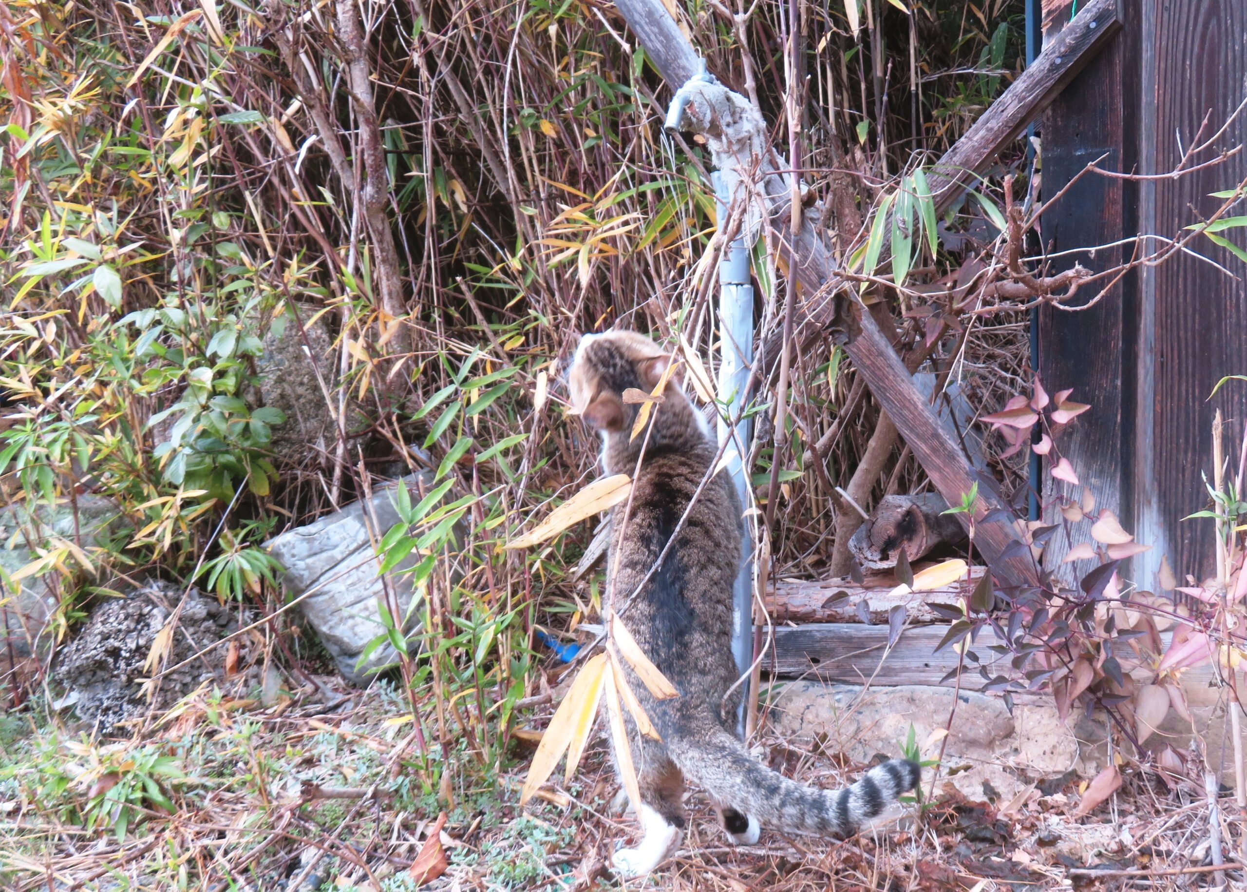 ねこ、風太 巡回
