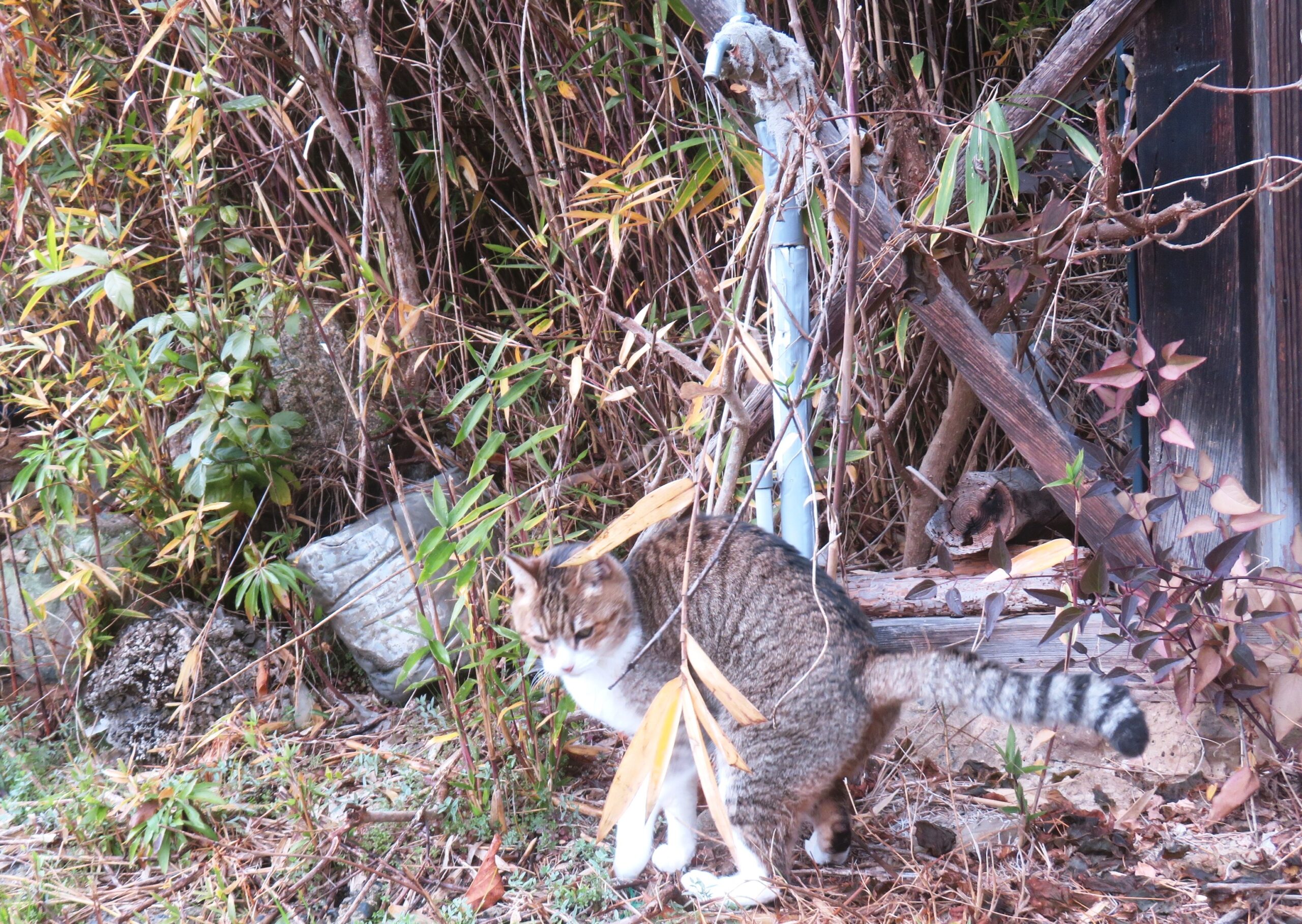 ねこ、風太 巡回