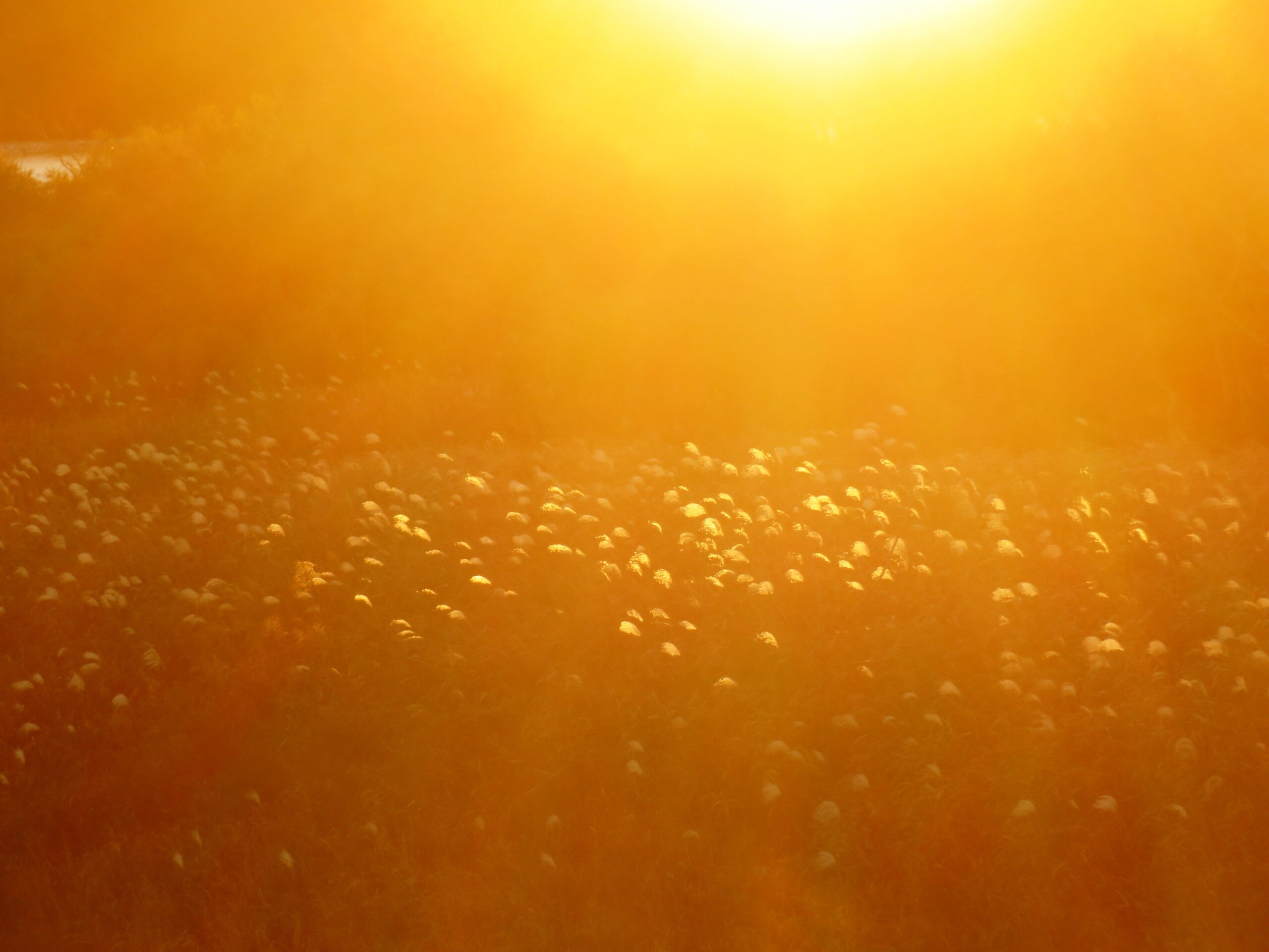 師走の夕景 すすき