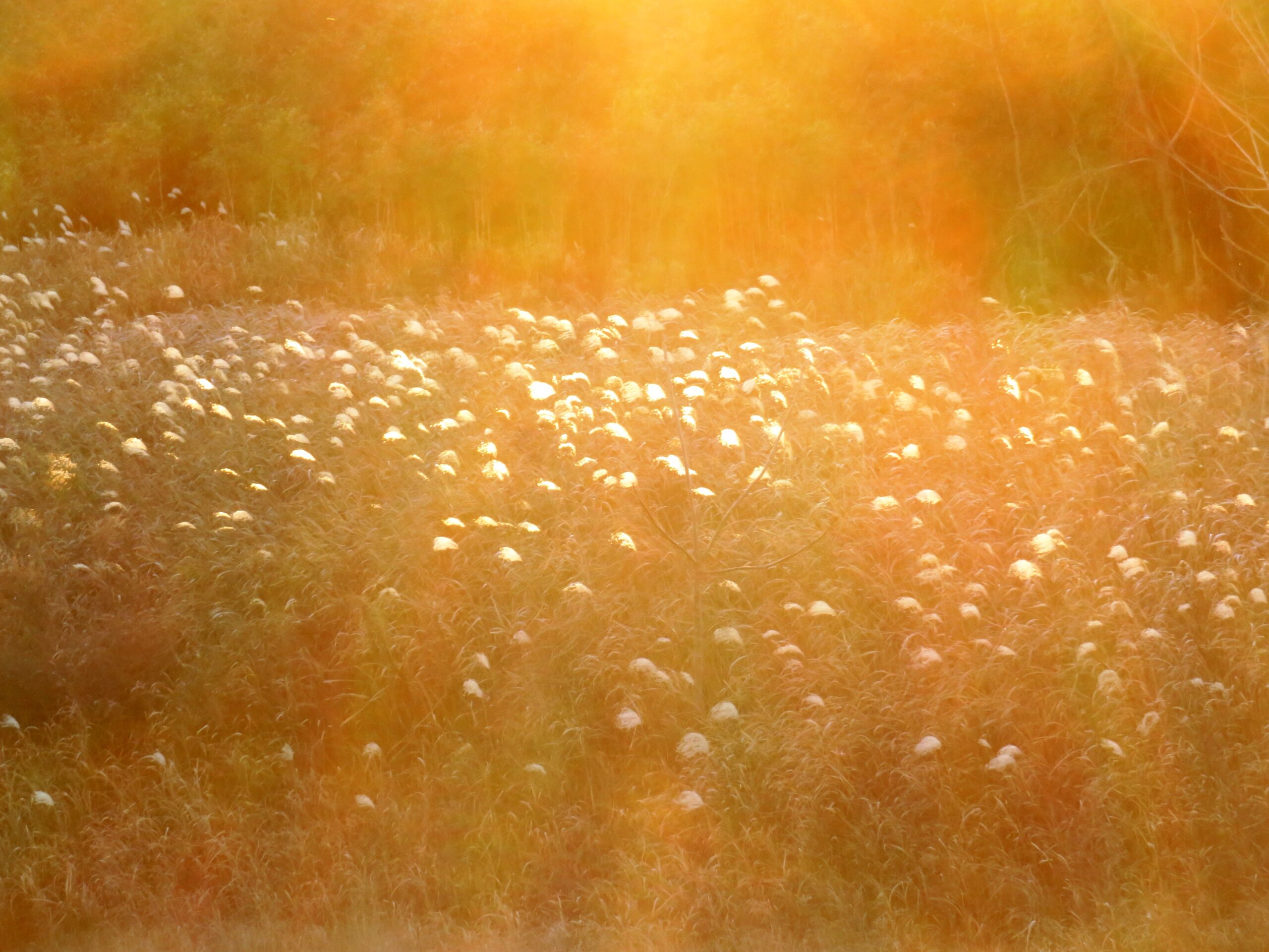師走の夕景 すすき
