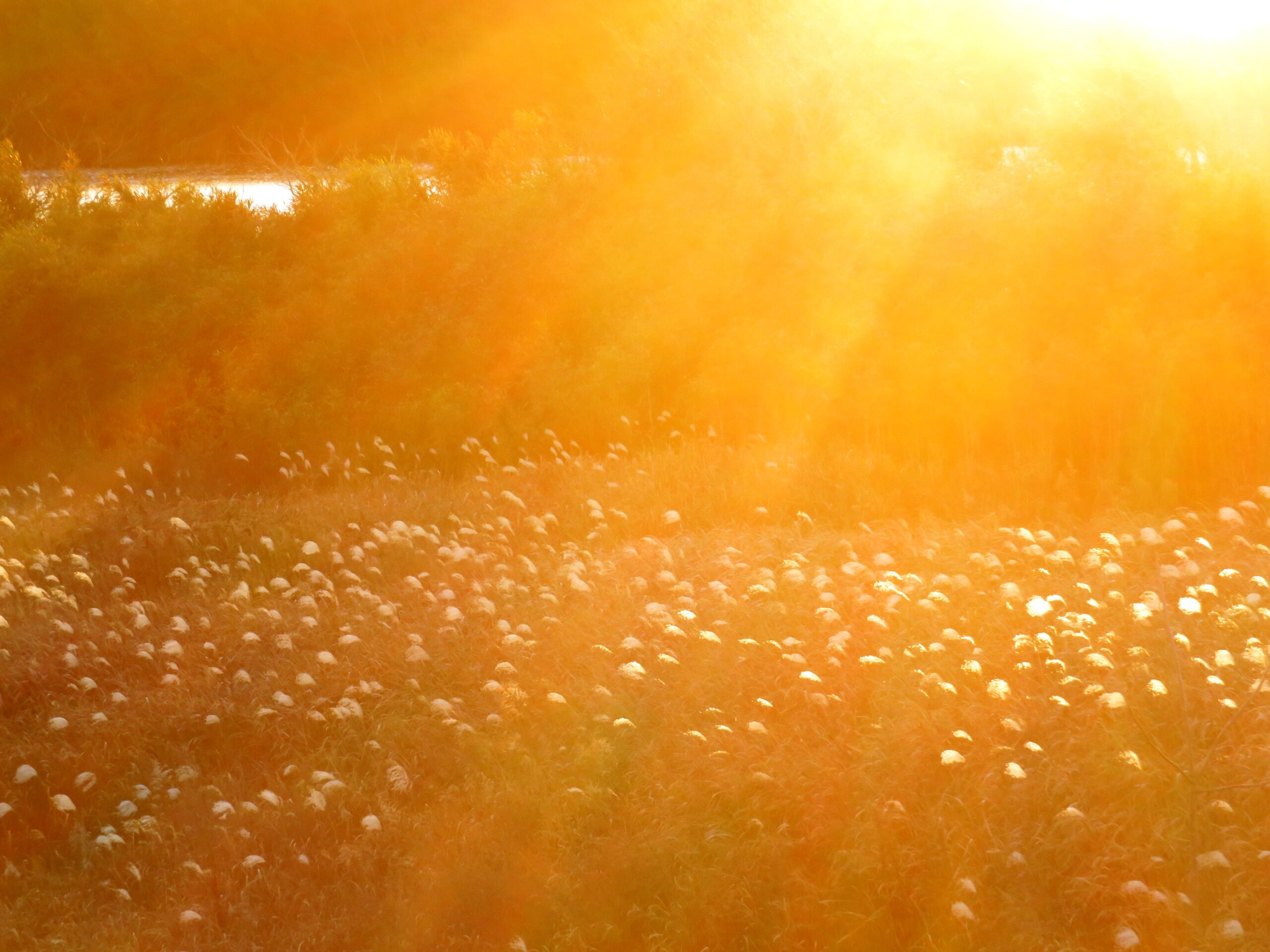 師走の夕景 すすき
