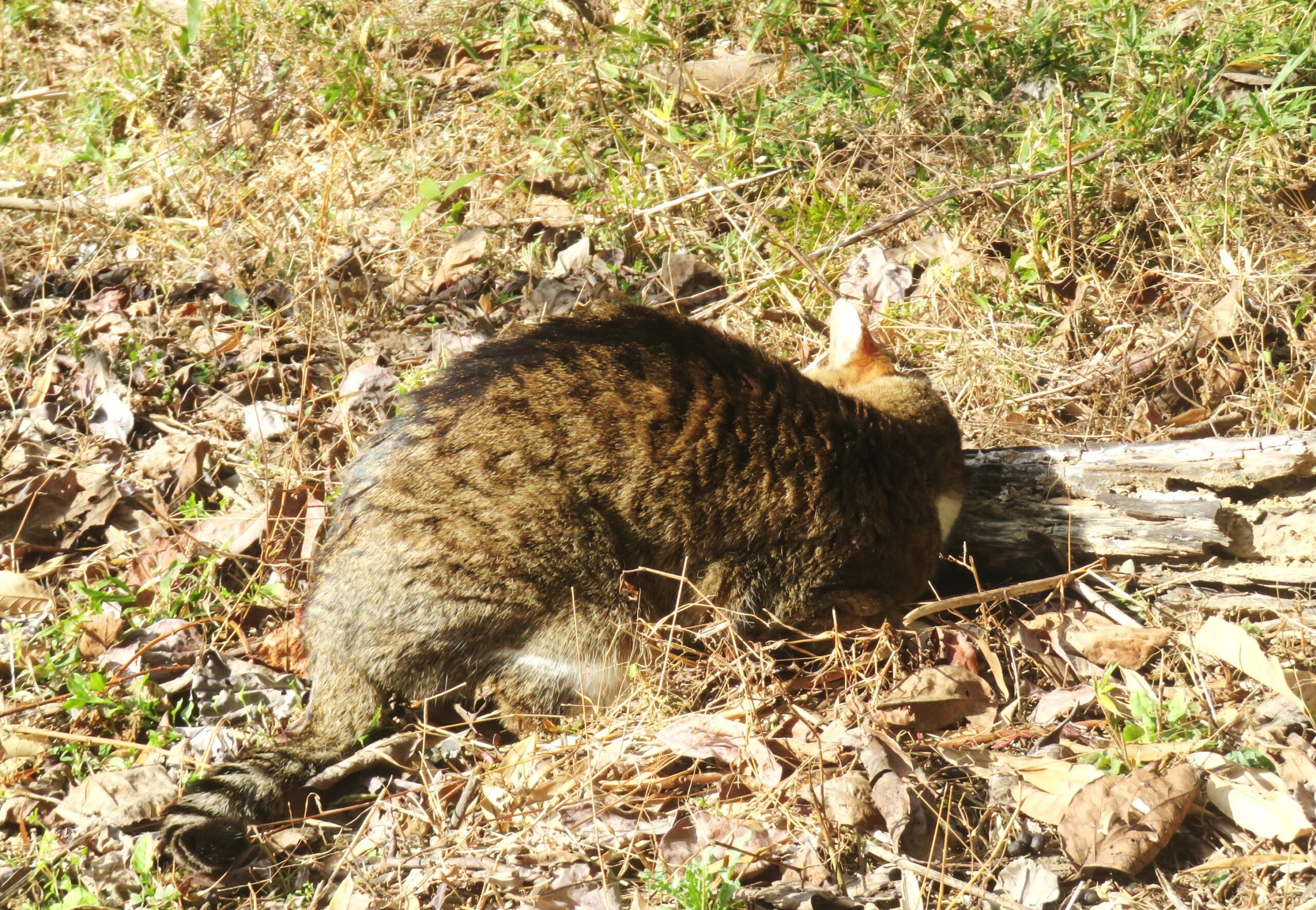 ねこ、風太 巡回