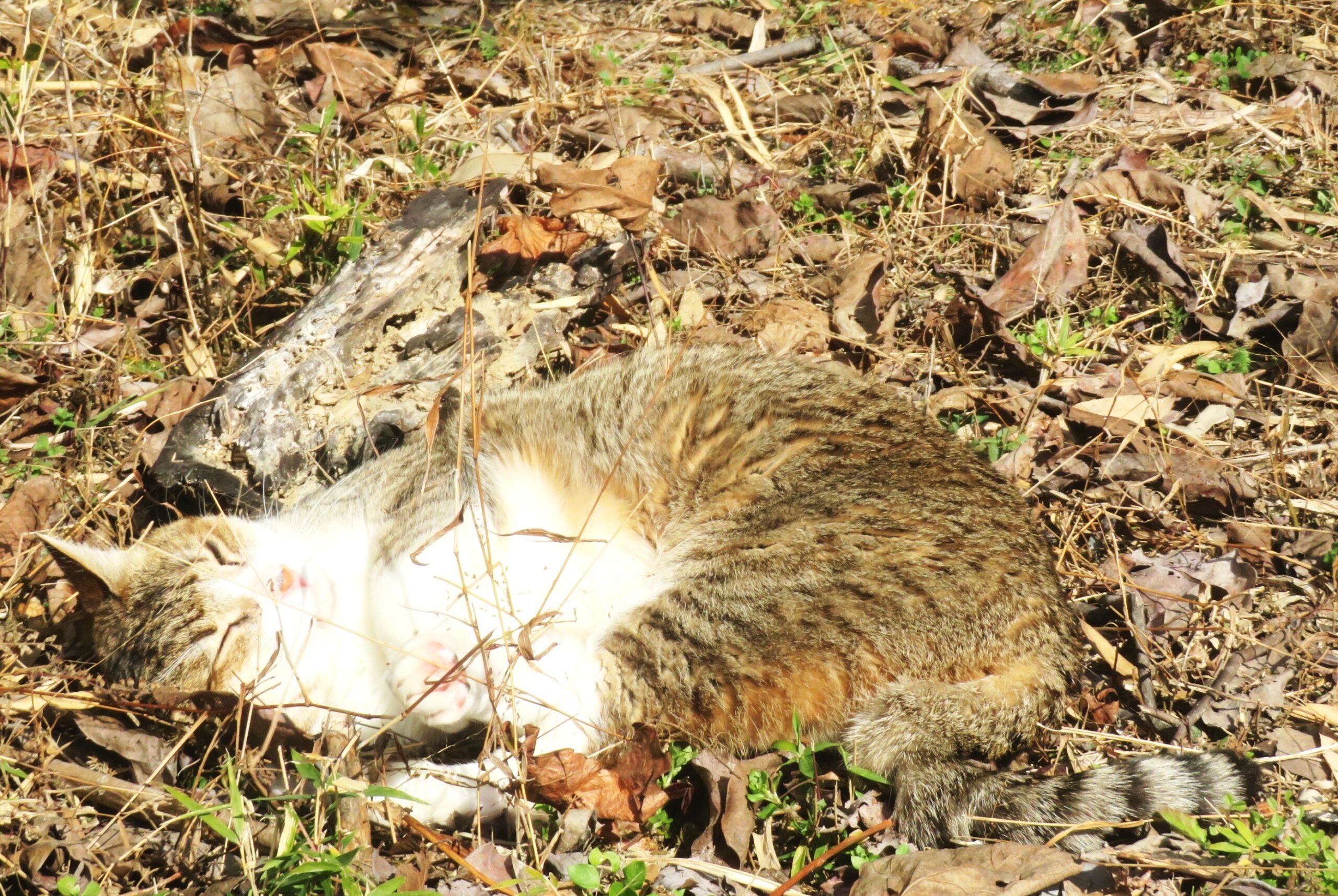 ねこ、風太 巡回