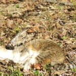 ねこ、風太　巡回