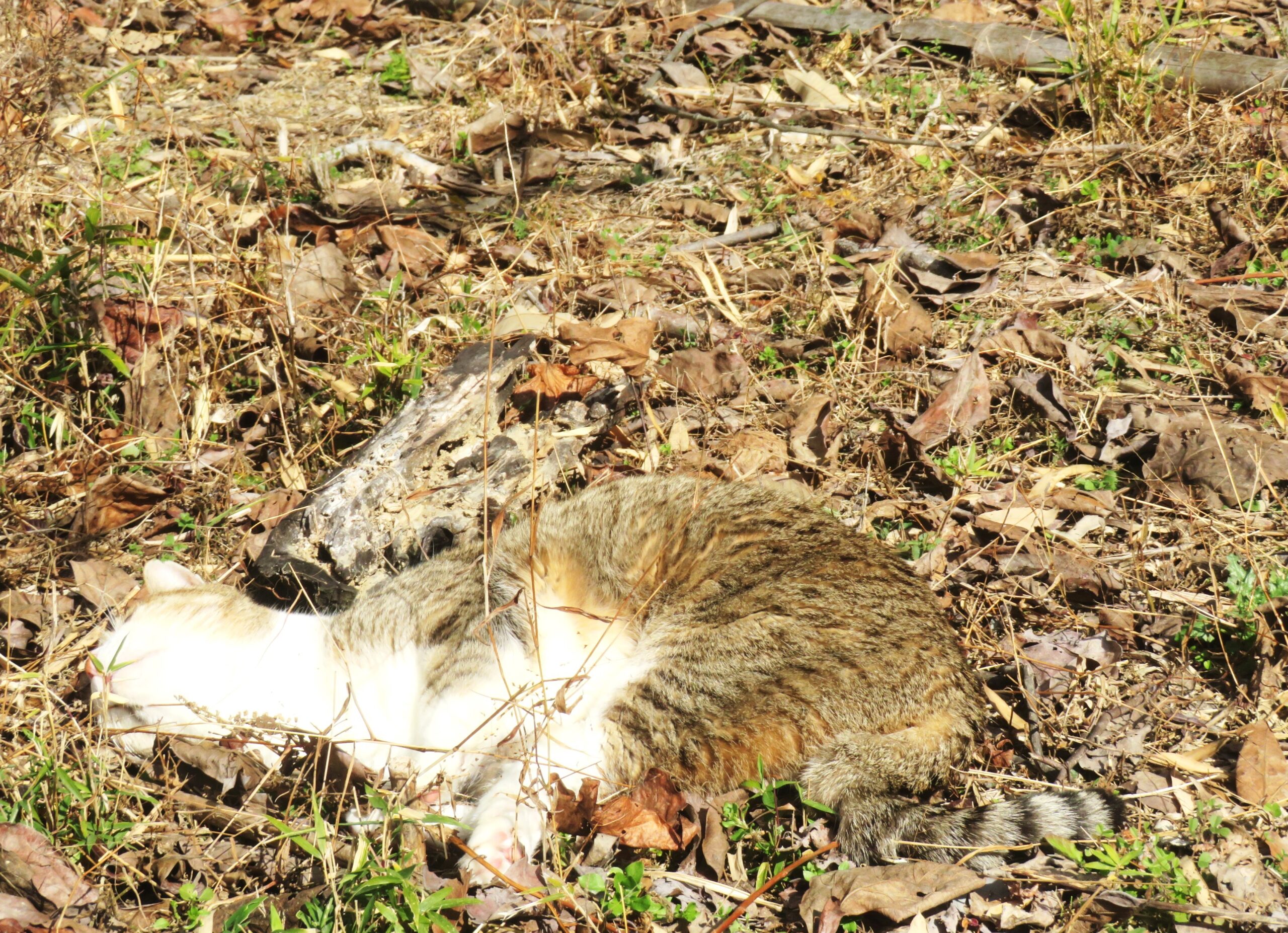 ねこ、風太 巡回