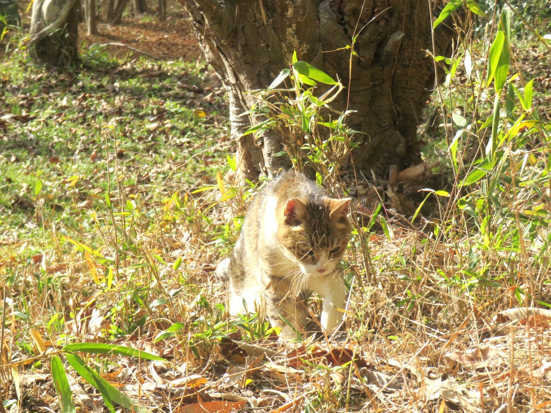 ねこ、風太 巡回