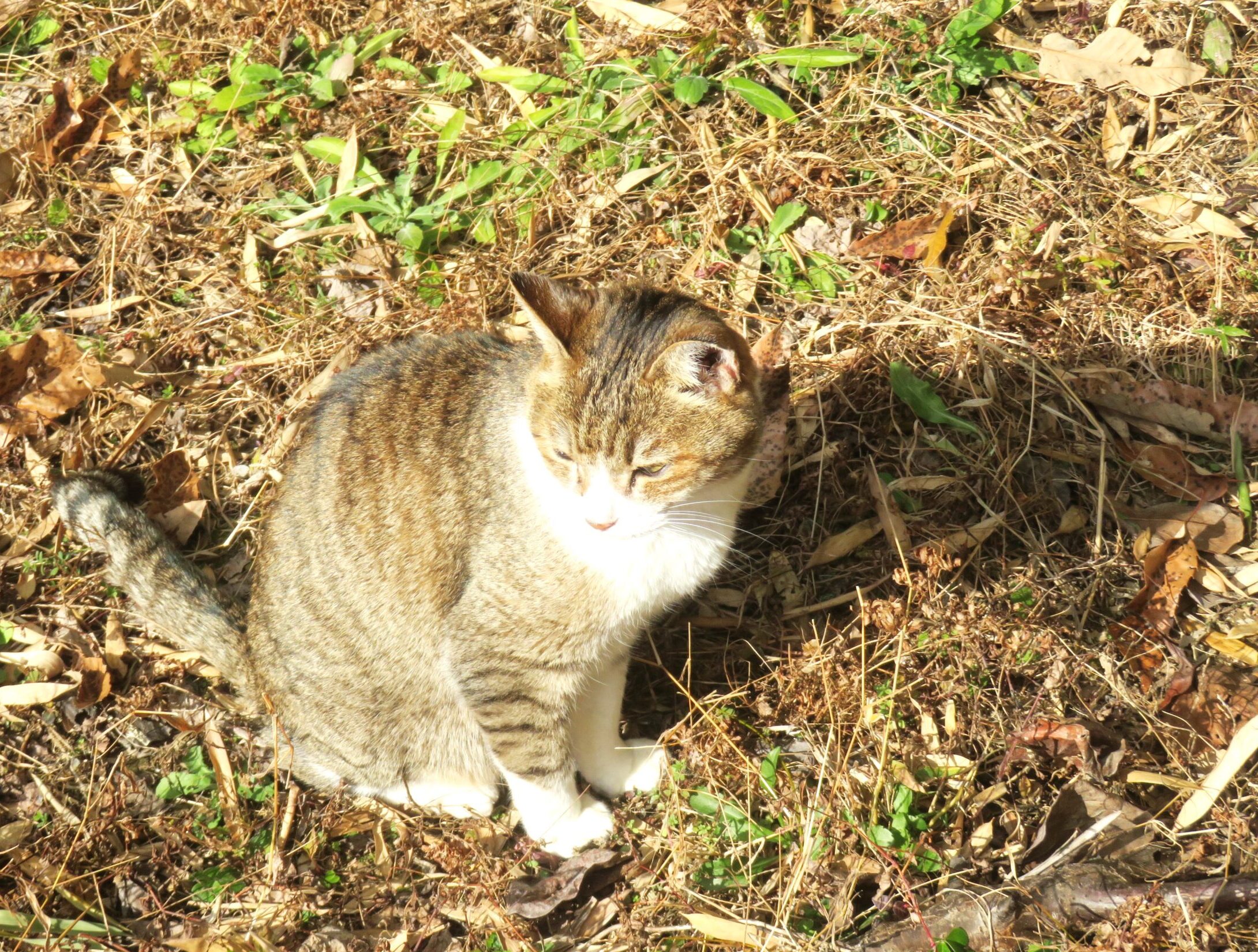 ねこ、風太 巡回