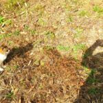 ねこ、風太　巡回