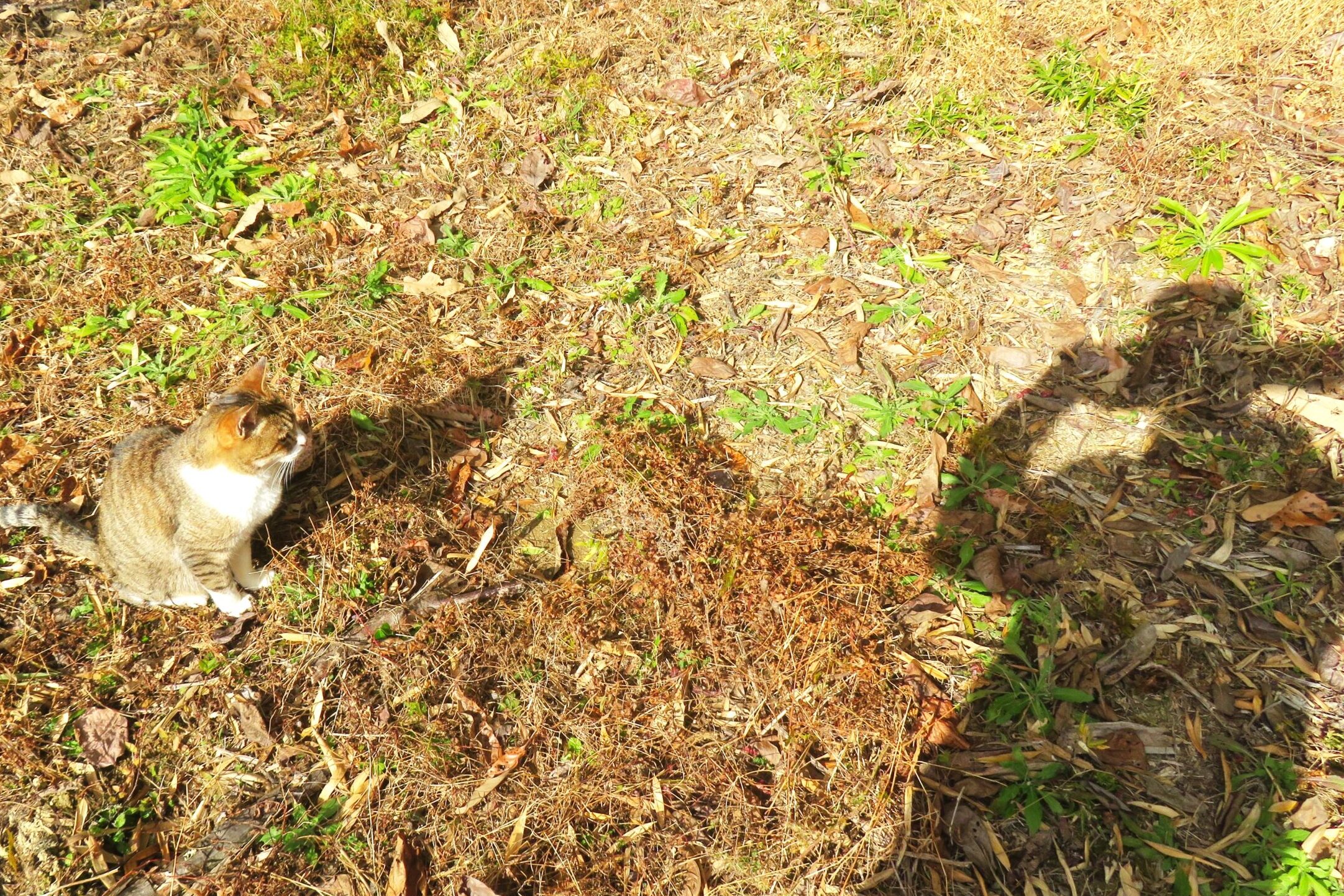 ねこ、風太 巡回