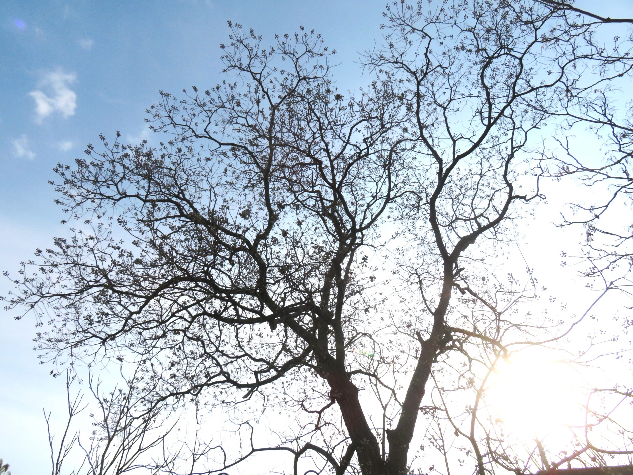 ナンキンハゼ（南京櫨）