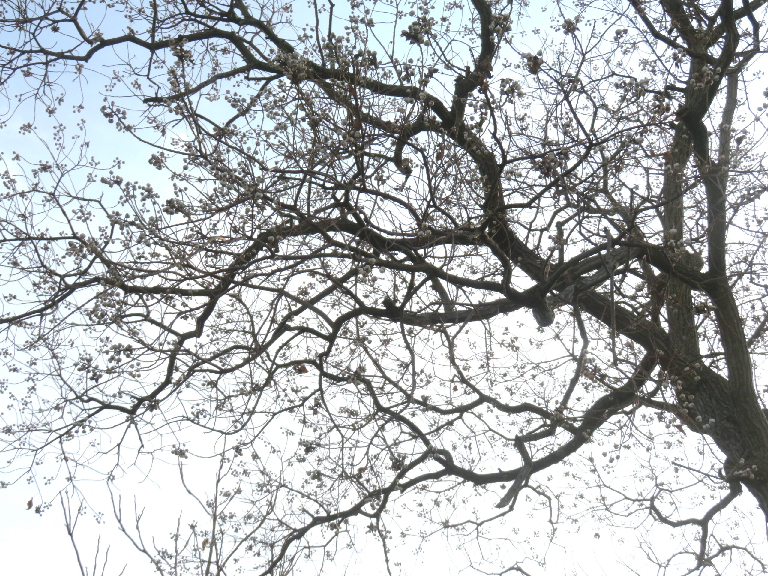 ナンキンハゼ（南京櫨）