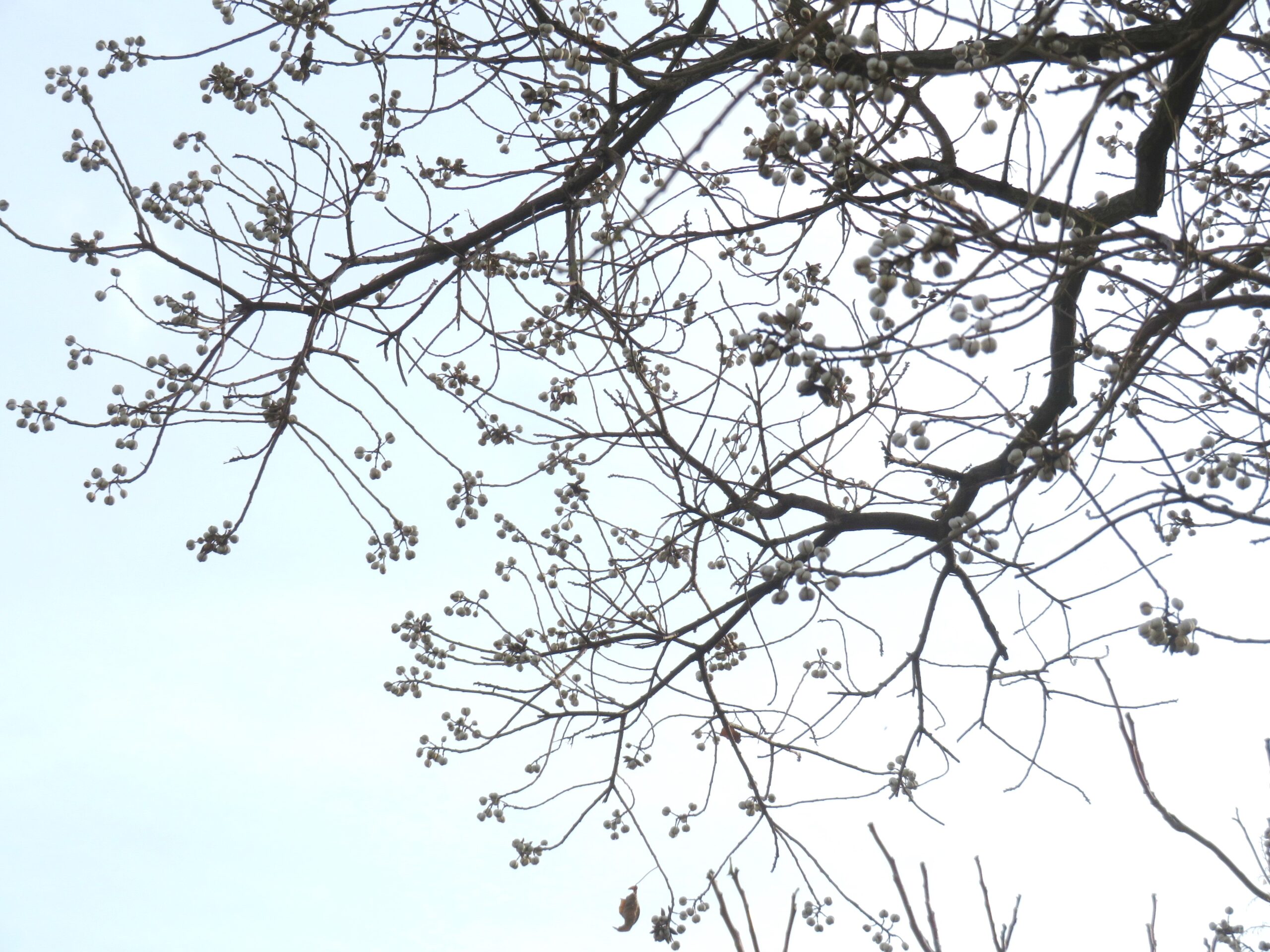 ナンキンハゼ（南京櫨）