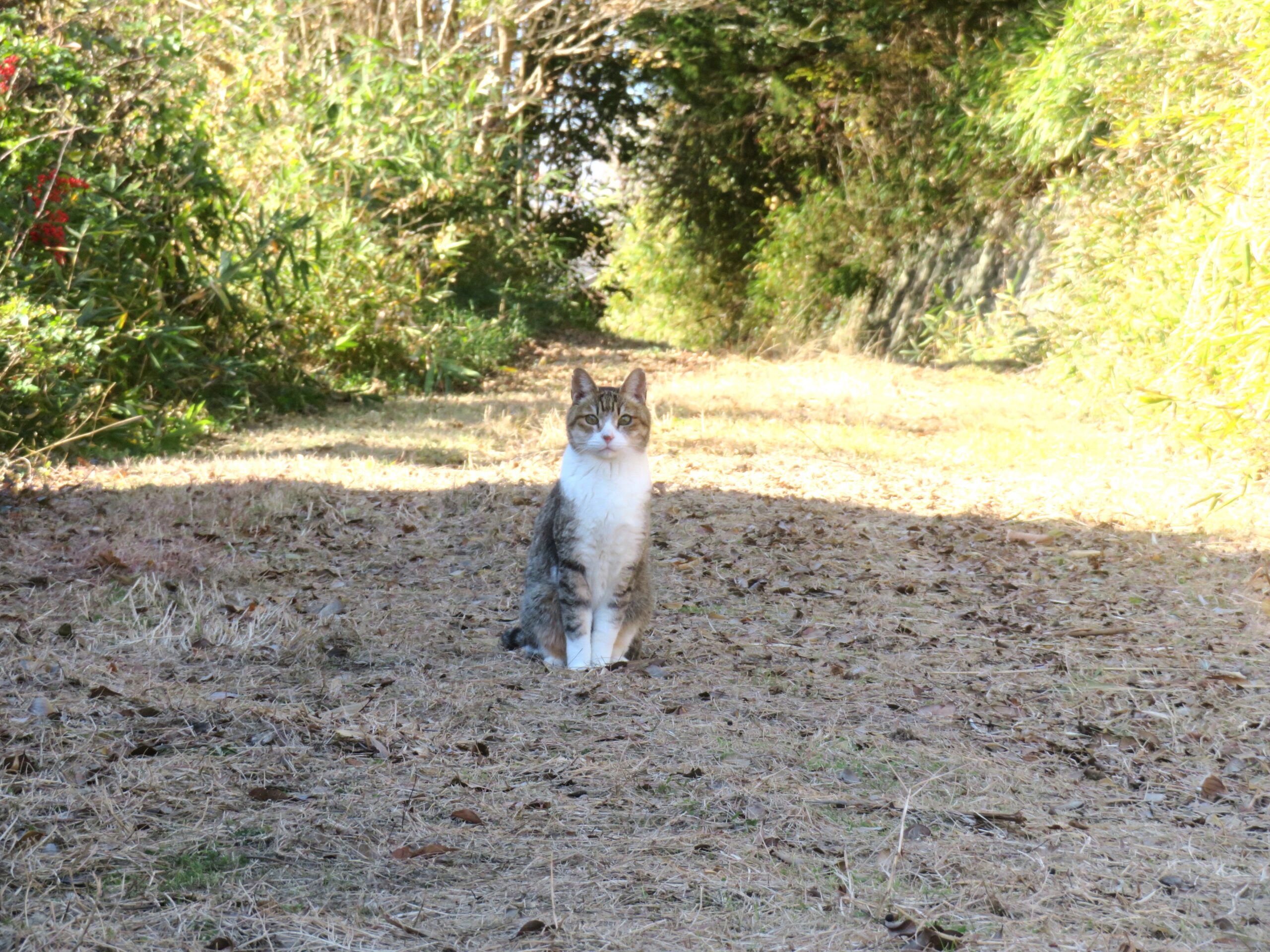 ねこ、風太　巡回