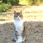 ねこ、風太　巡回