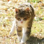 ねこ、風太　巡回