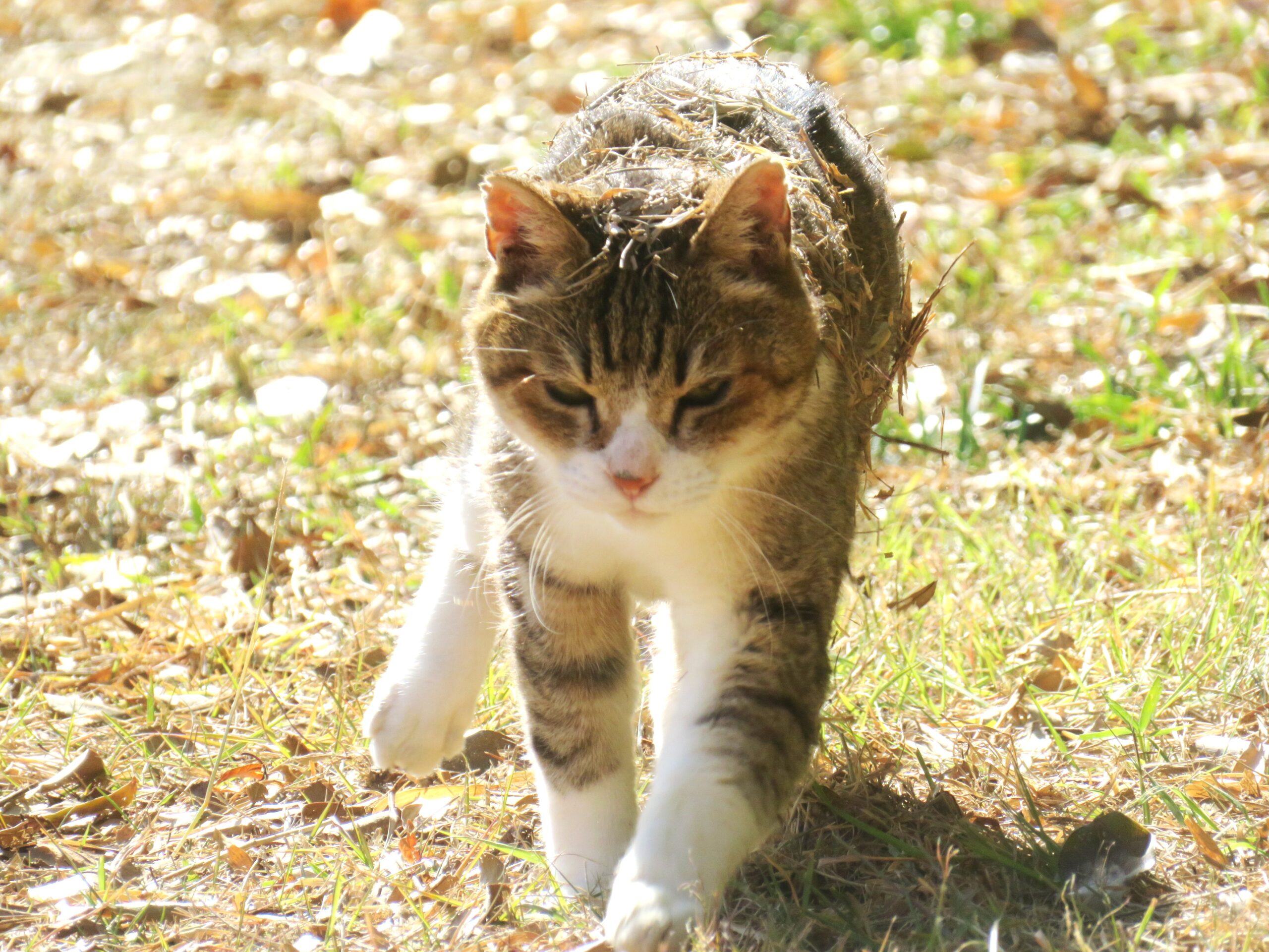 ねこ、風太　巡回