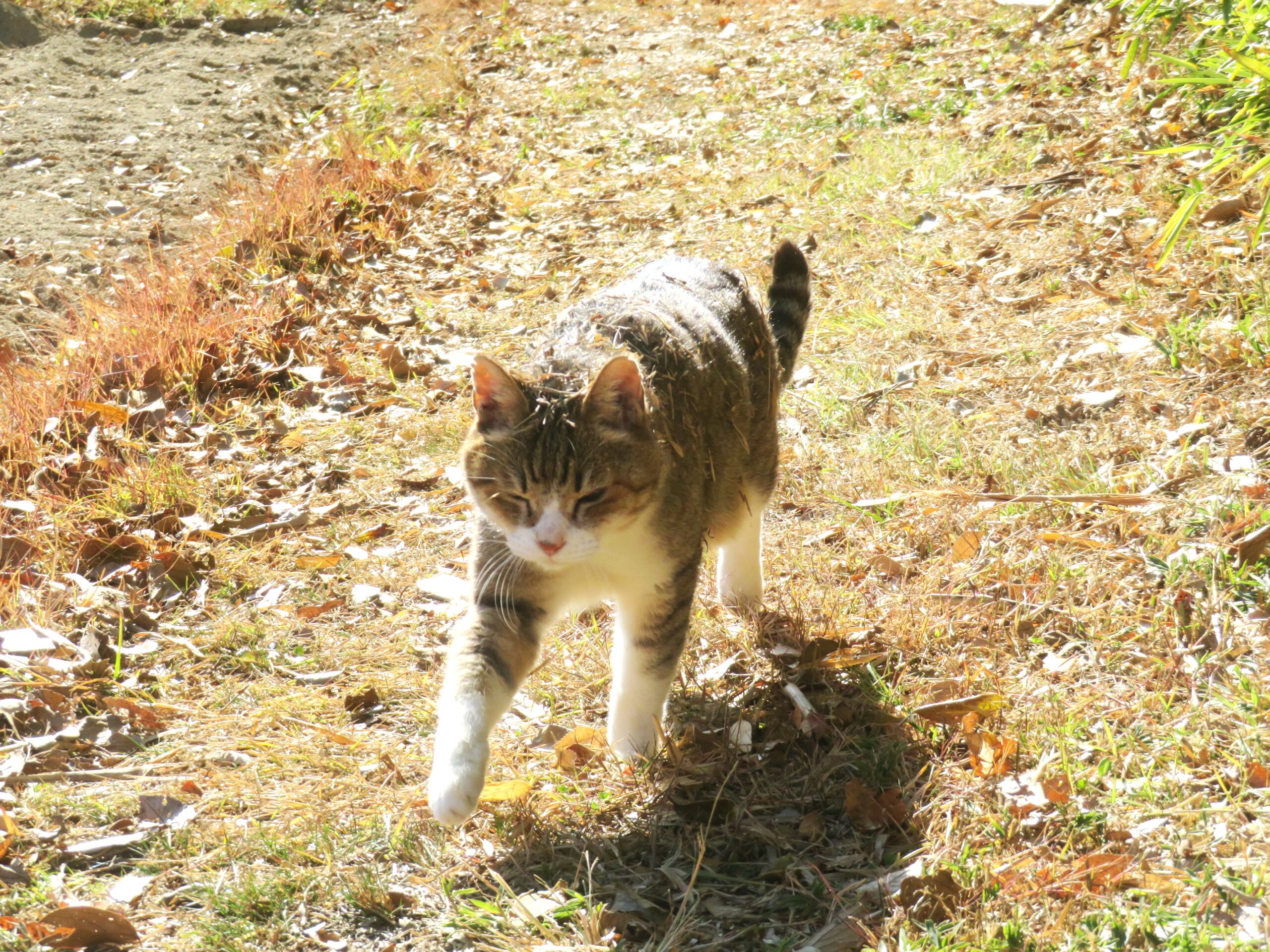 ねこ、風太　巡回