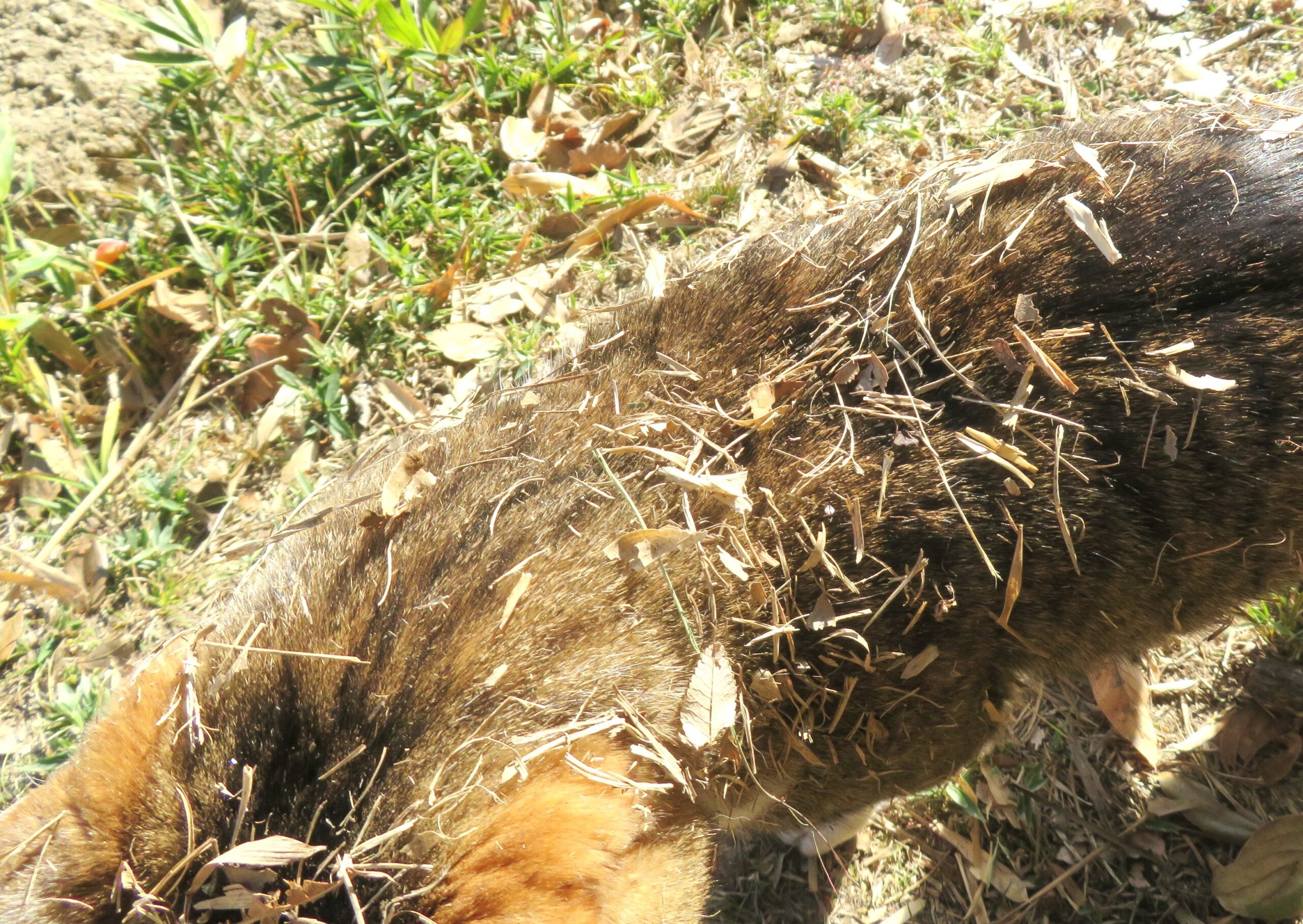 ねこ、風太　巡回