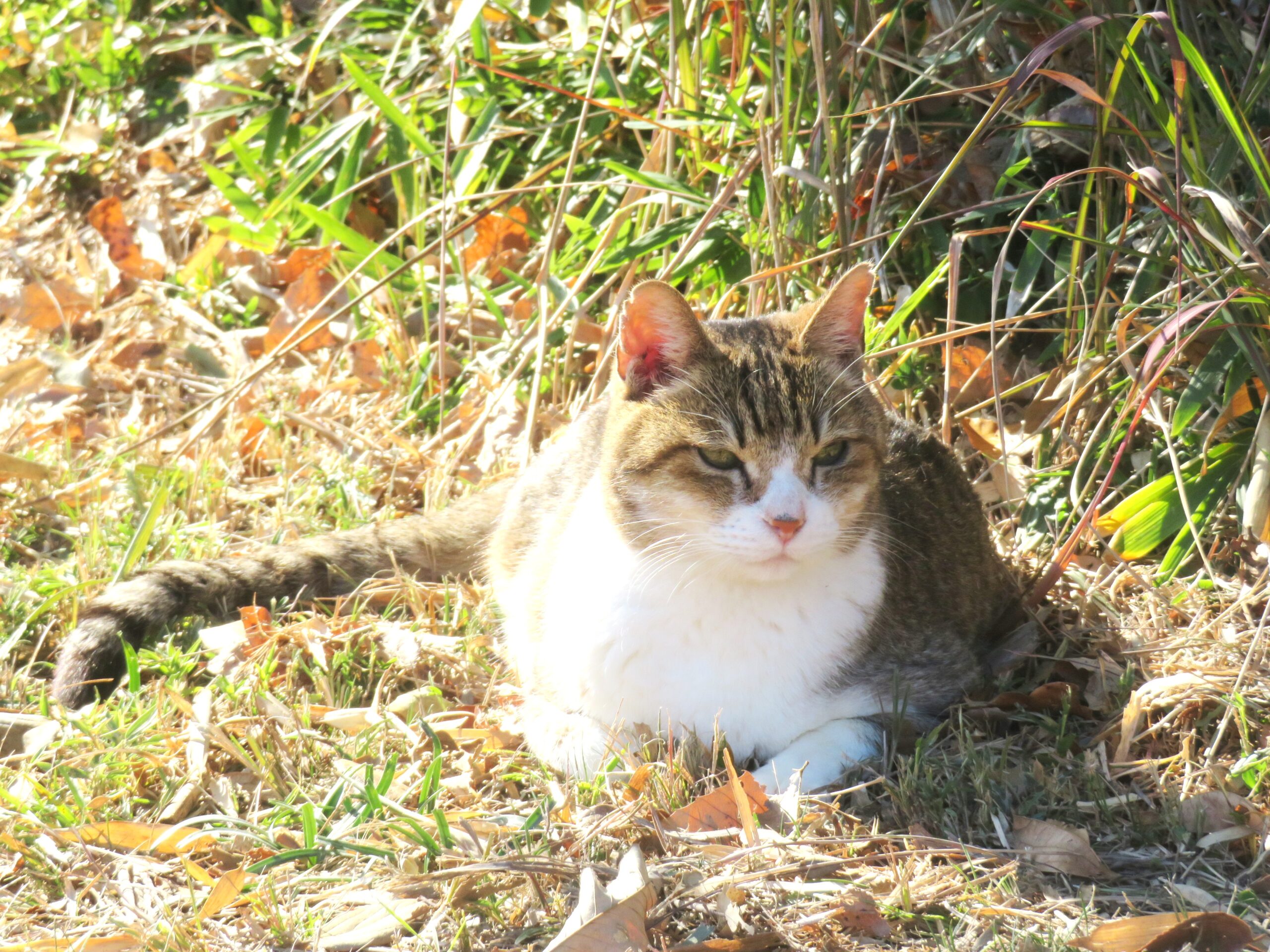 ねこ、風太　巡回