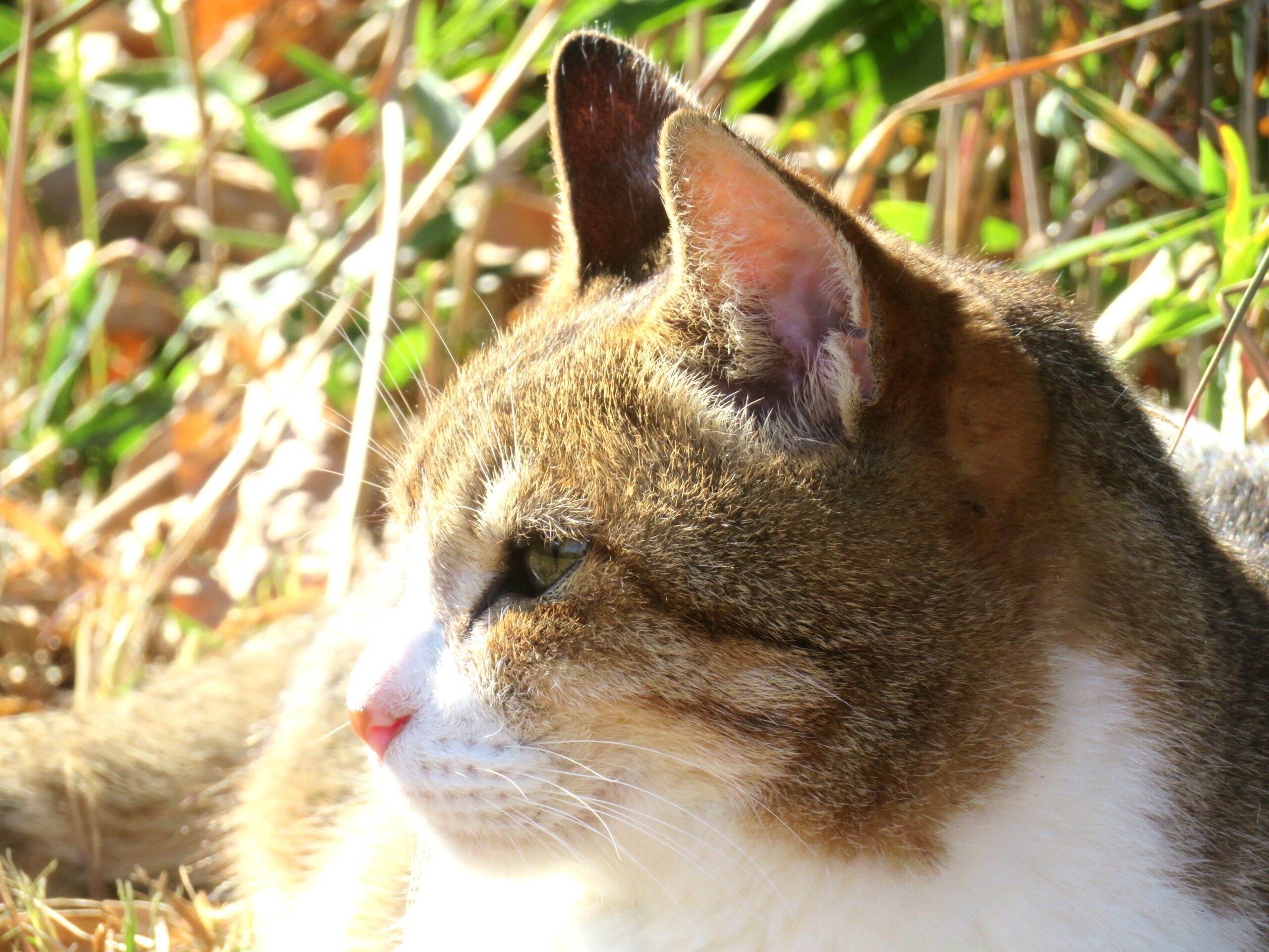 ねこ、風太　巡回