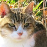 ねこ、風太　巡回