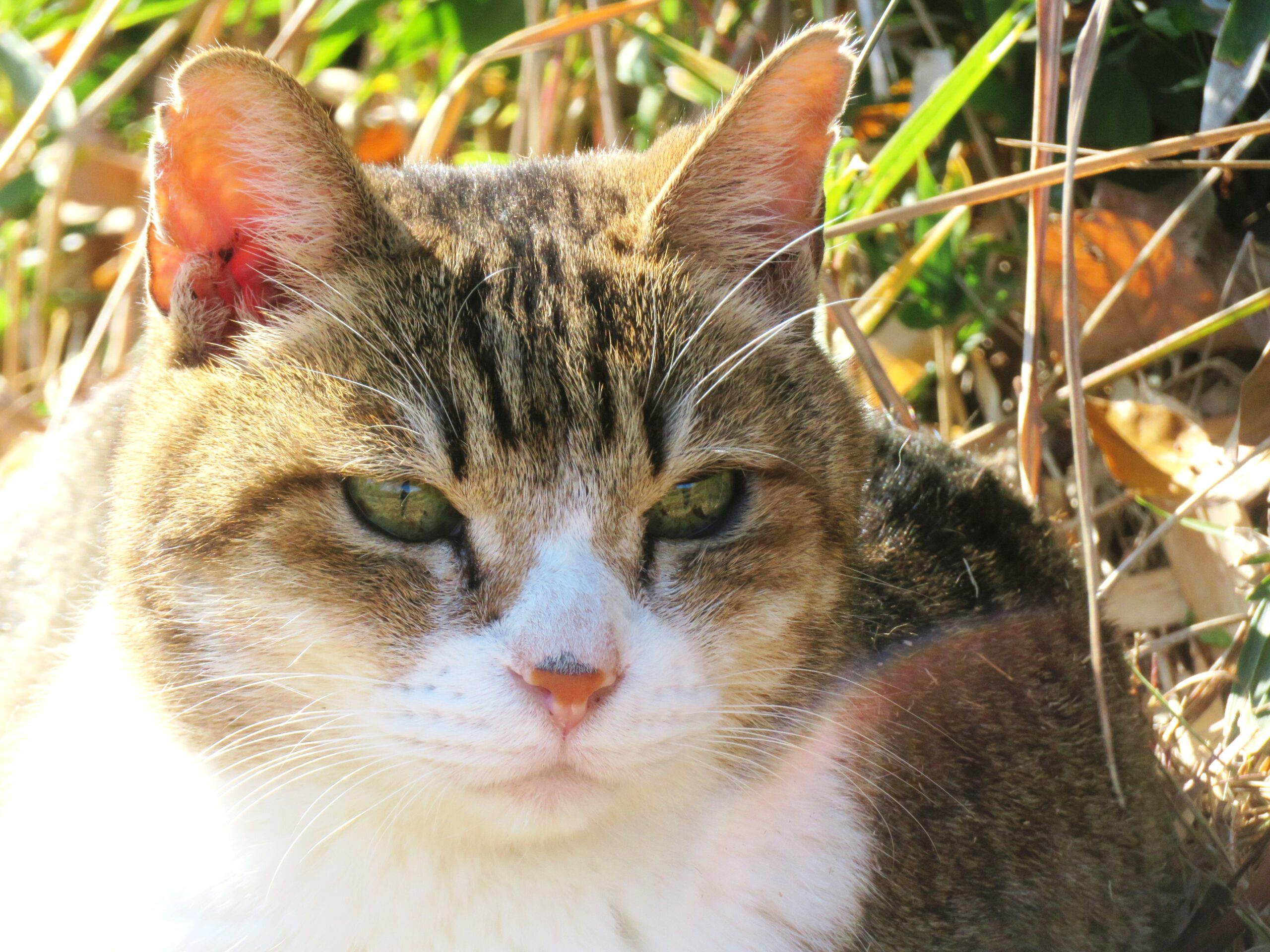 ねこ、風太　巡回
