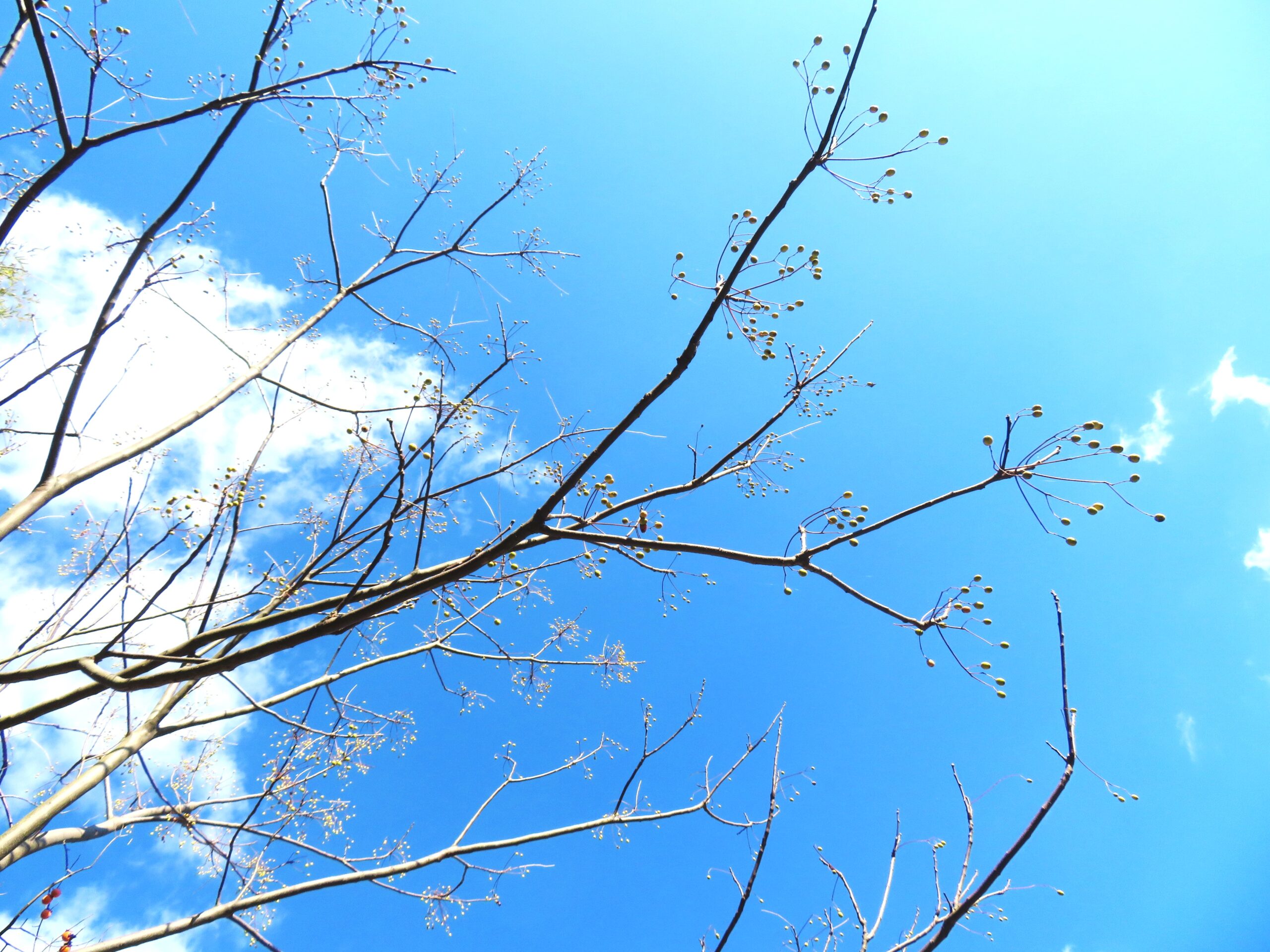 1月のセンダン（栴檀）