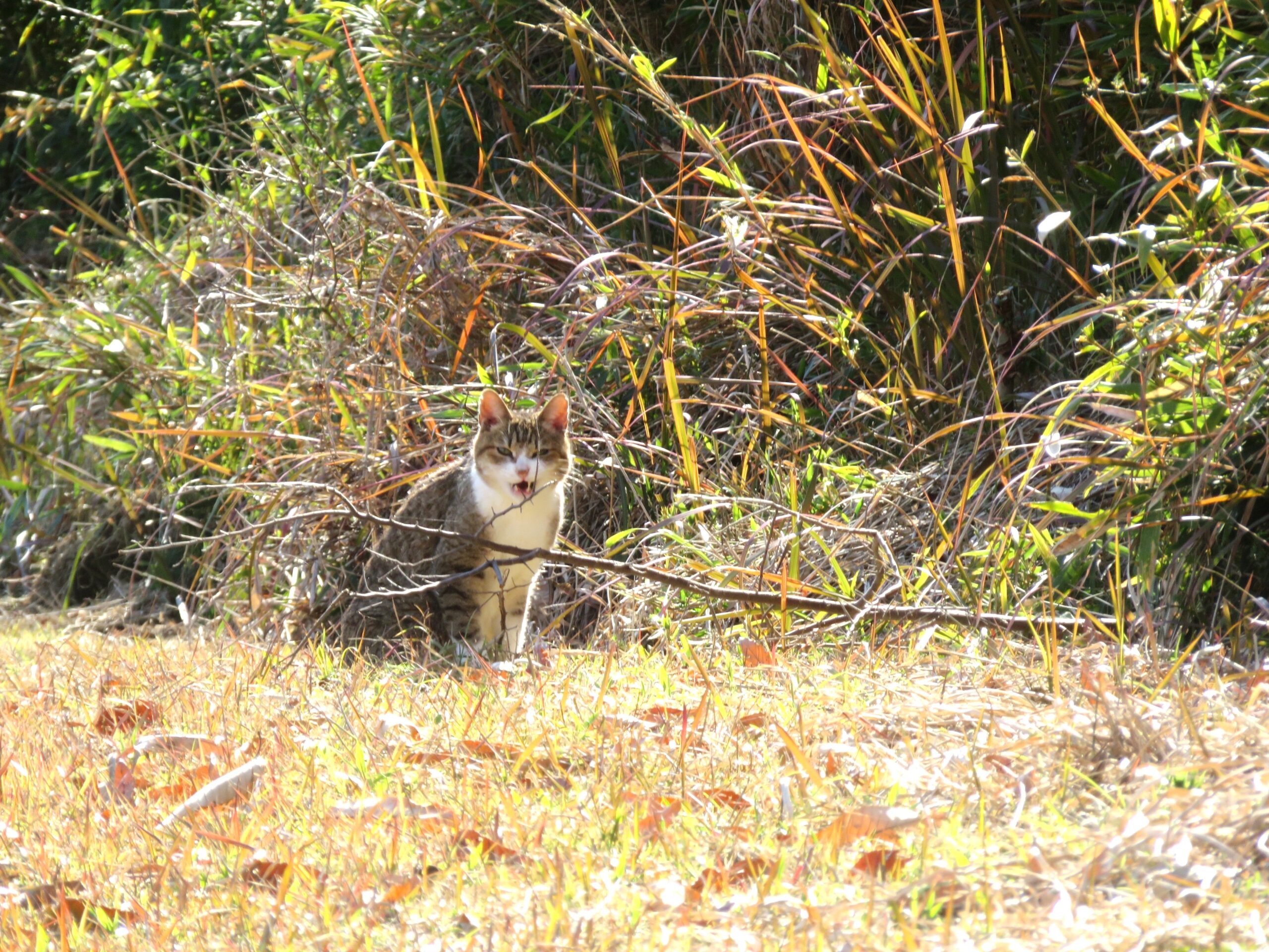 ねこ、風太　巡回