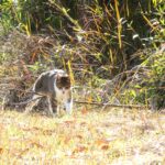 ねこ、風太　巡回