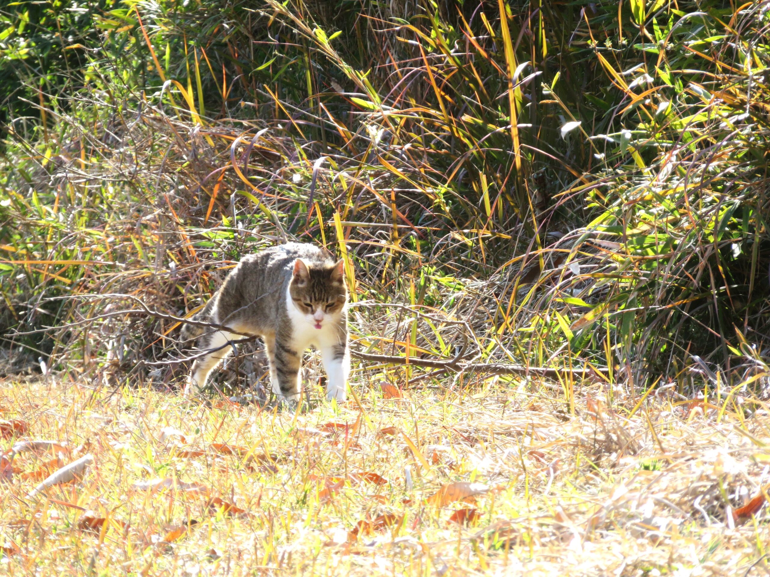 ねこ、風太　巡回