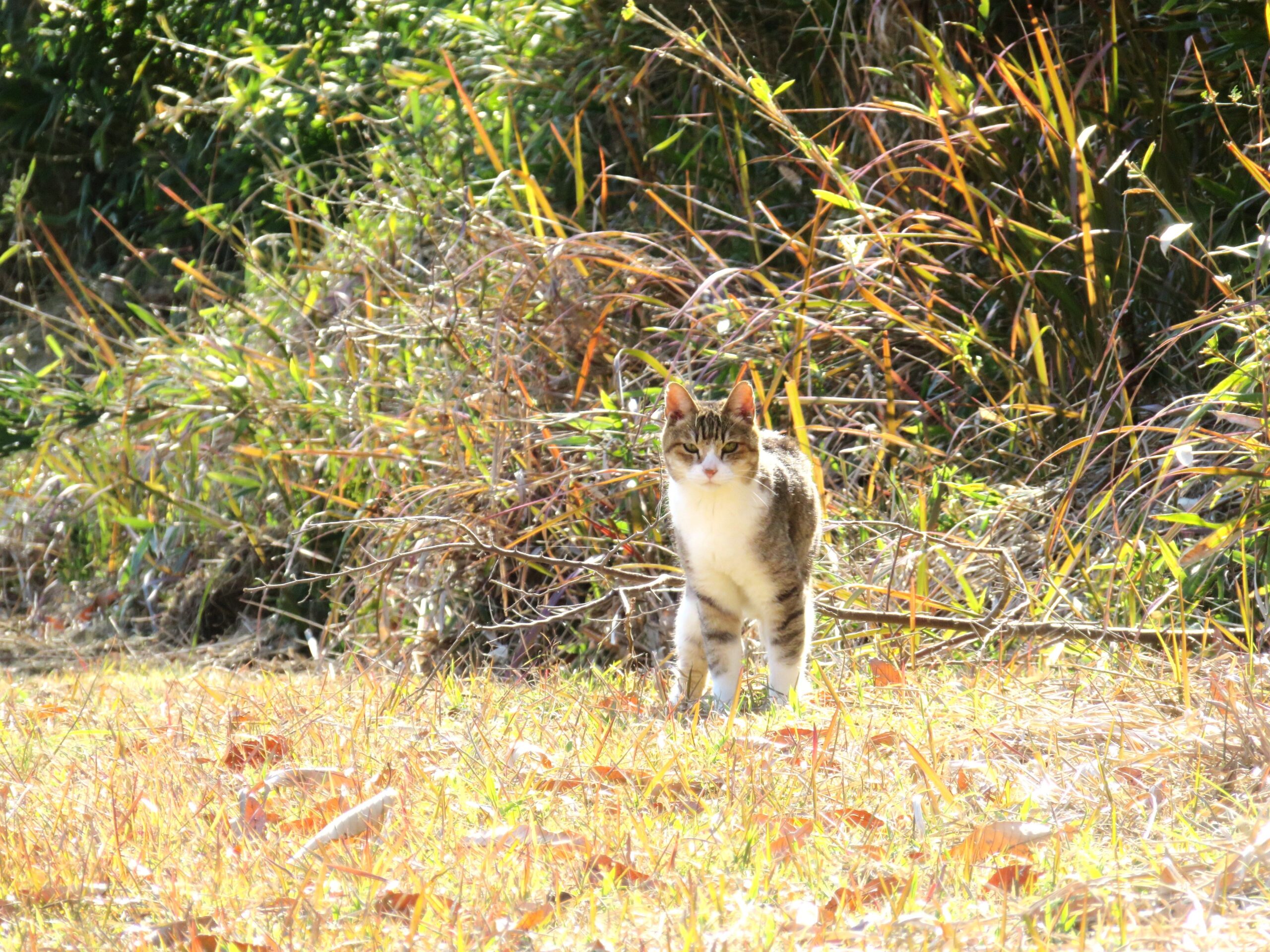 ねこ、風太　巡回